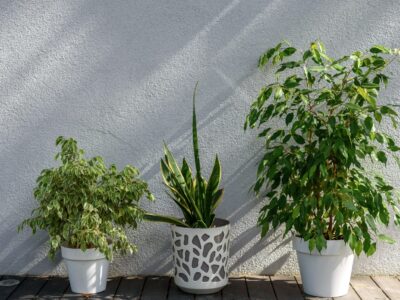 Ganzjährig Blühende winterharte Pflanzen für Kübel: Die besten Tipps für Ihre Terrasse das ganze Jahr über