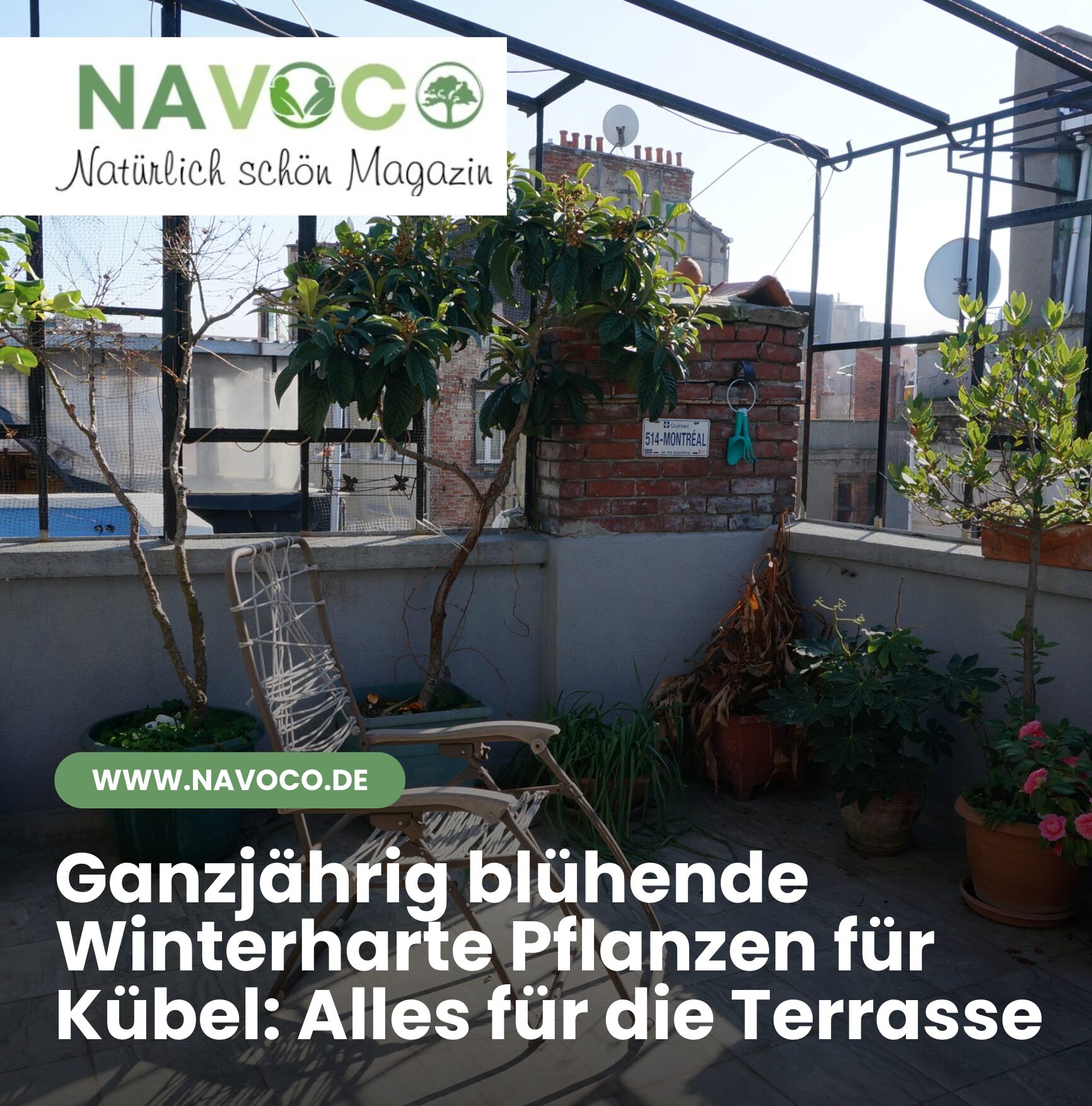 Ganzjährig blühende Winterharte Pflanzen für Kübel: Alles für die Terrasse 