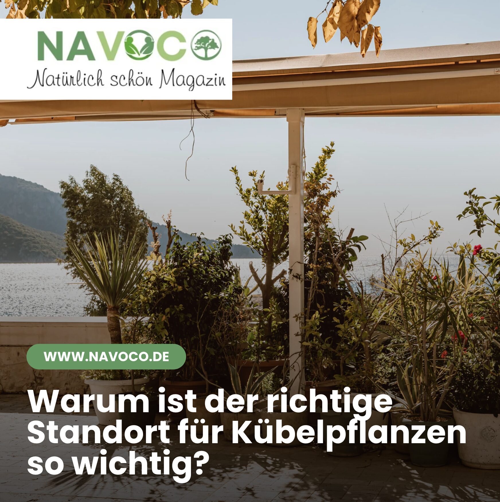 Warum ist der richtige Standort für Kübelpflanzen so wichtig?