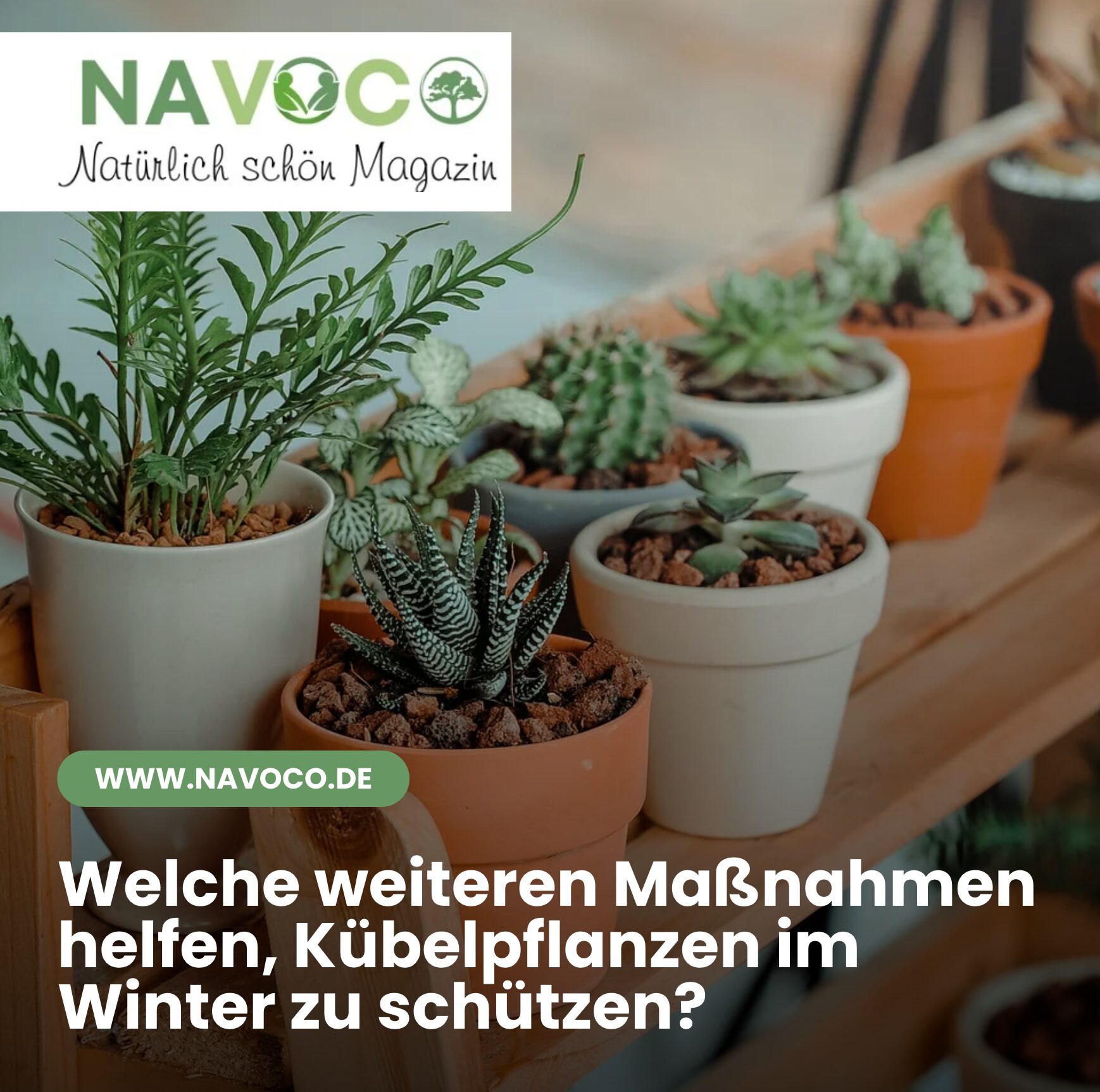 Welche weiteren Maßnahmen helfen, Kübelpflanzen im Winter zu schützen?