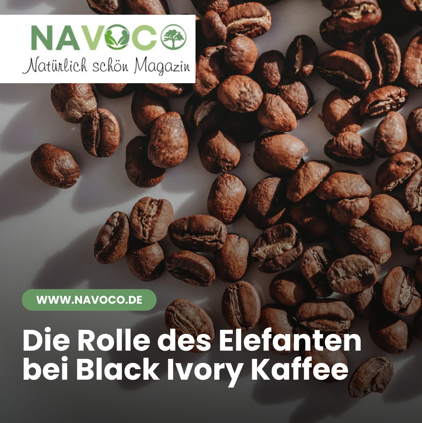 Die Rolle des Elefanten bei Black Ivory Kaffee