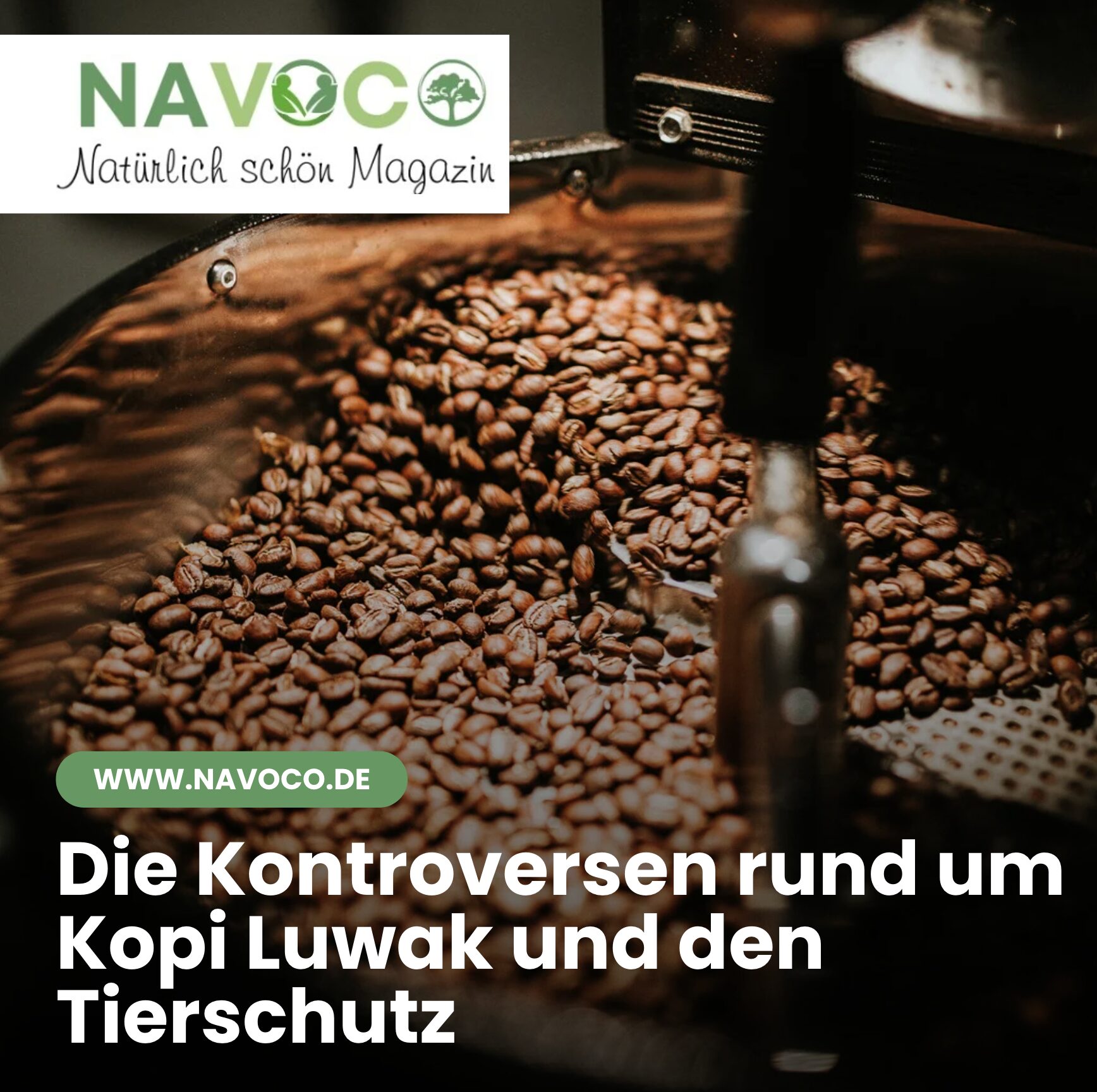 Die Kontroversen rund um Kopi Luwak und den Tierschutz