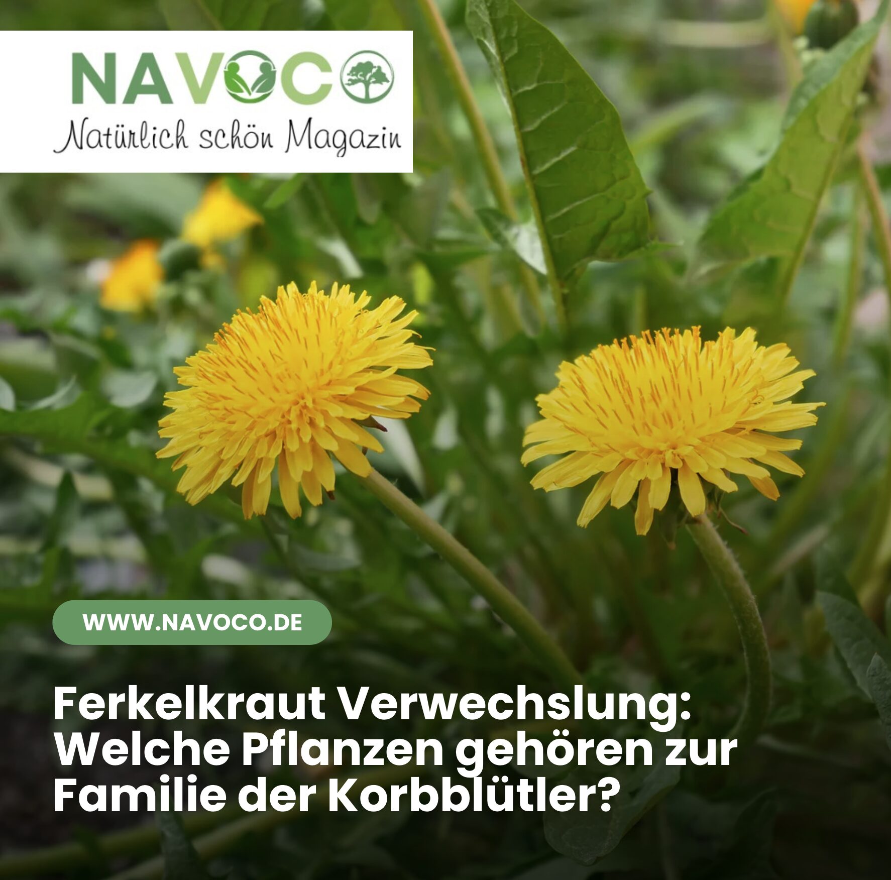 Ferkelkraut Verwechslung: Welche Pflanzen gehören zur Familie der Korbblütler?