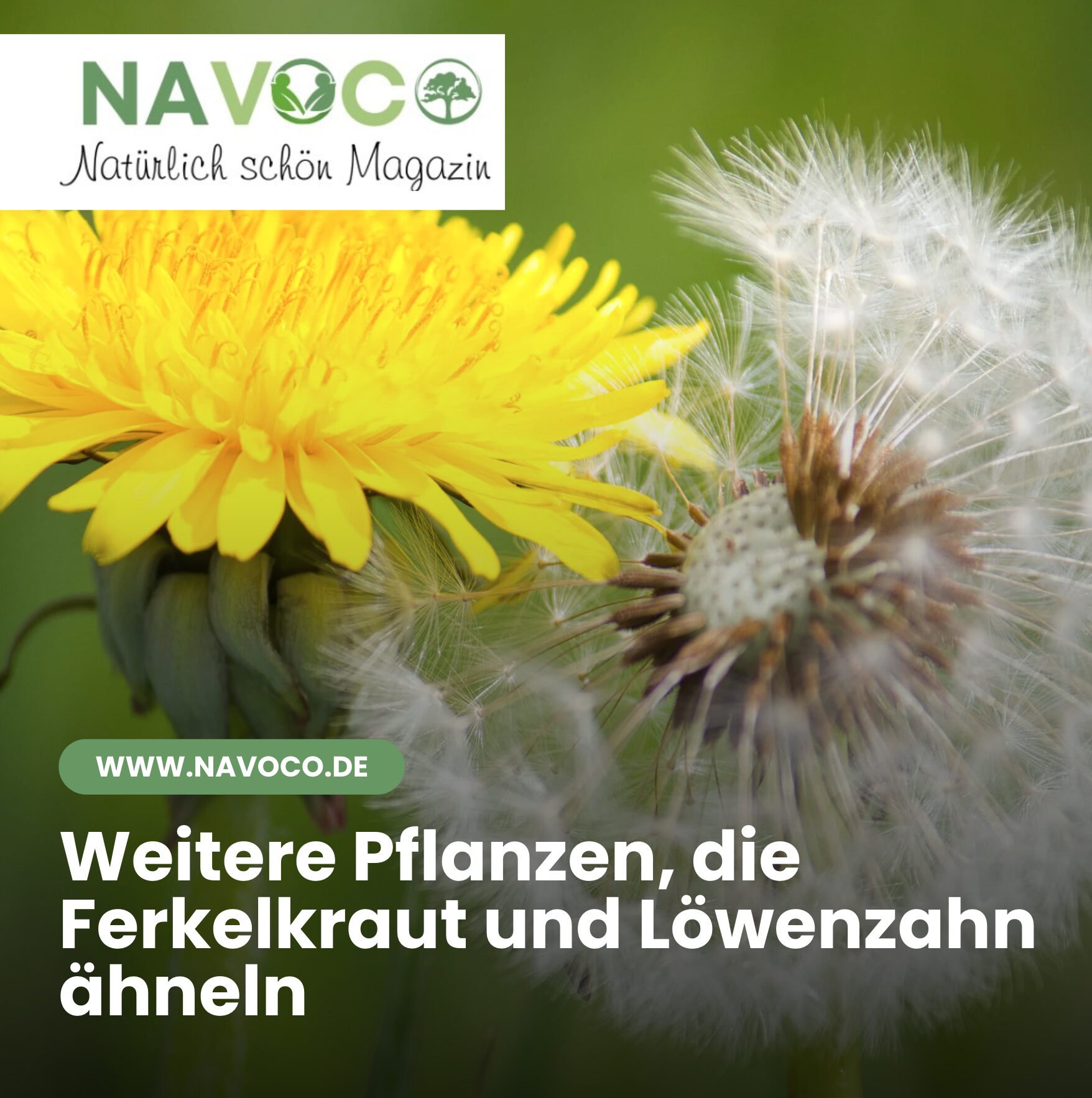 Weitere Pflanzen, die Ferkelkraut und Löwenzahn ähneln