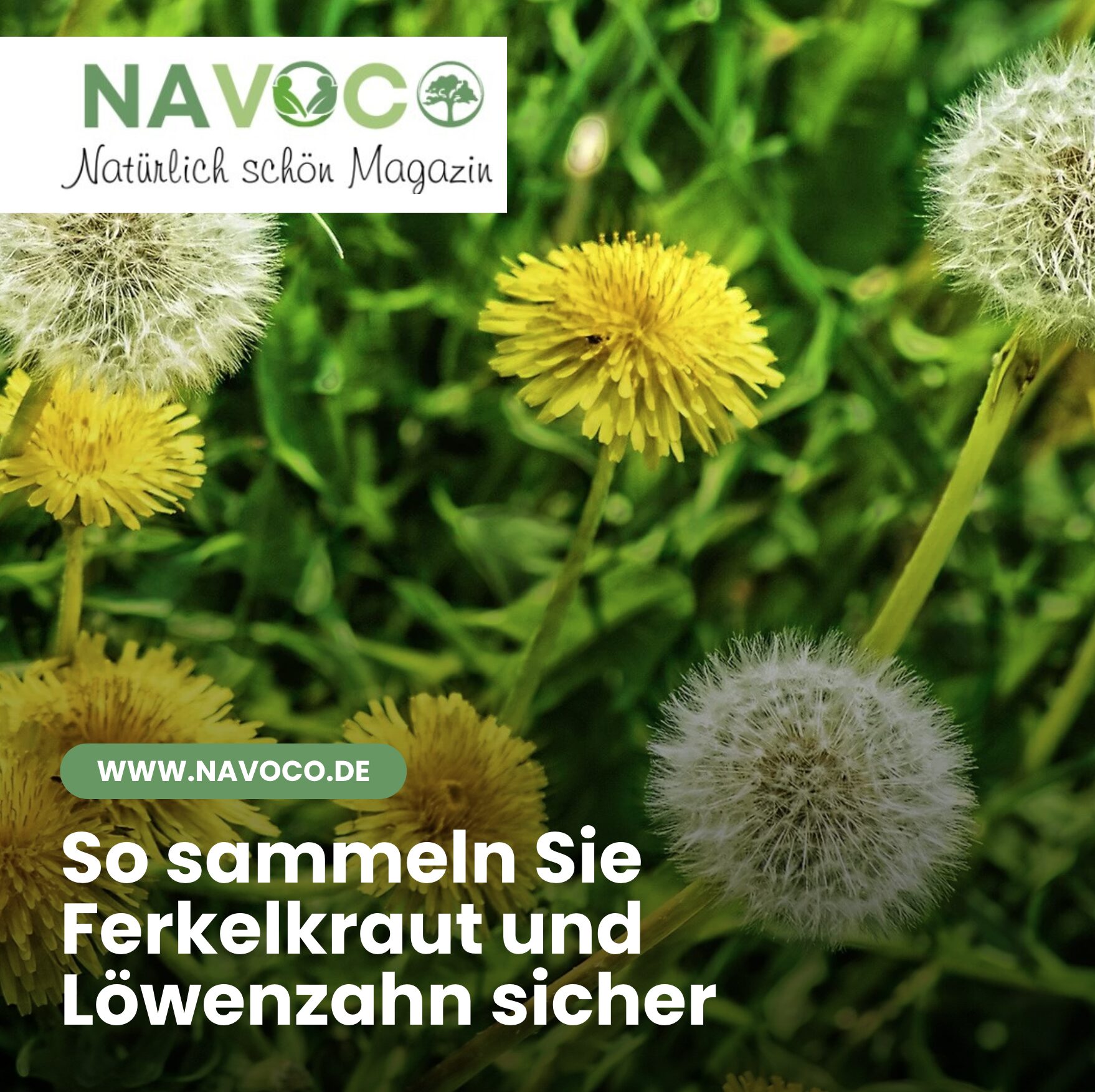 So sammeln Sie Ferkelkraut und Löwenzahn sicher