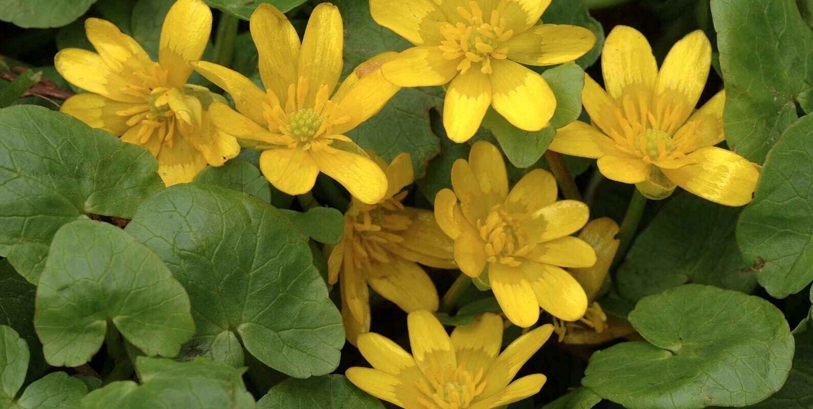 Ist Scharbockskraut essbar? Geheimnisse von essbar bis giftig – Was du unbedingt wissen musst!