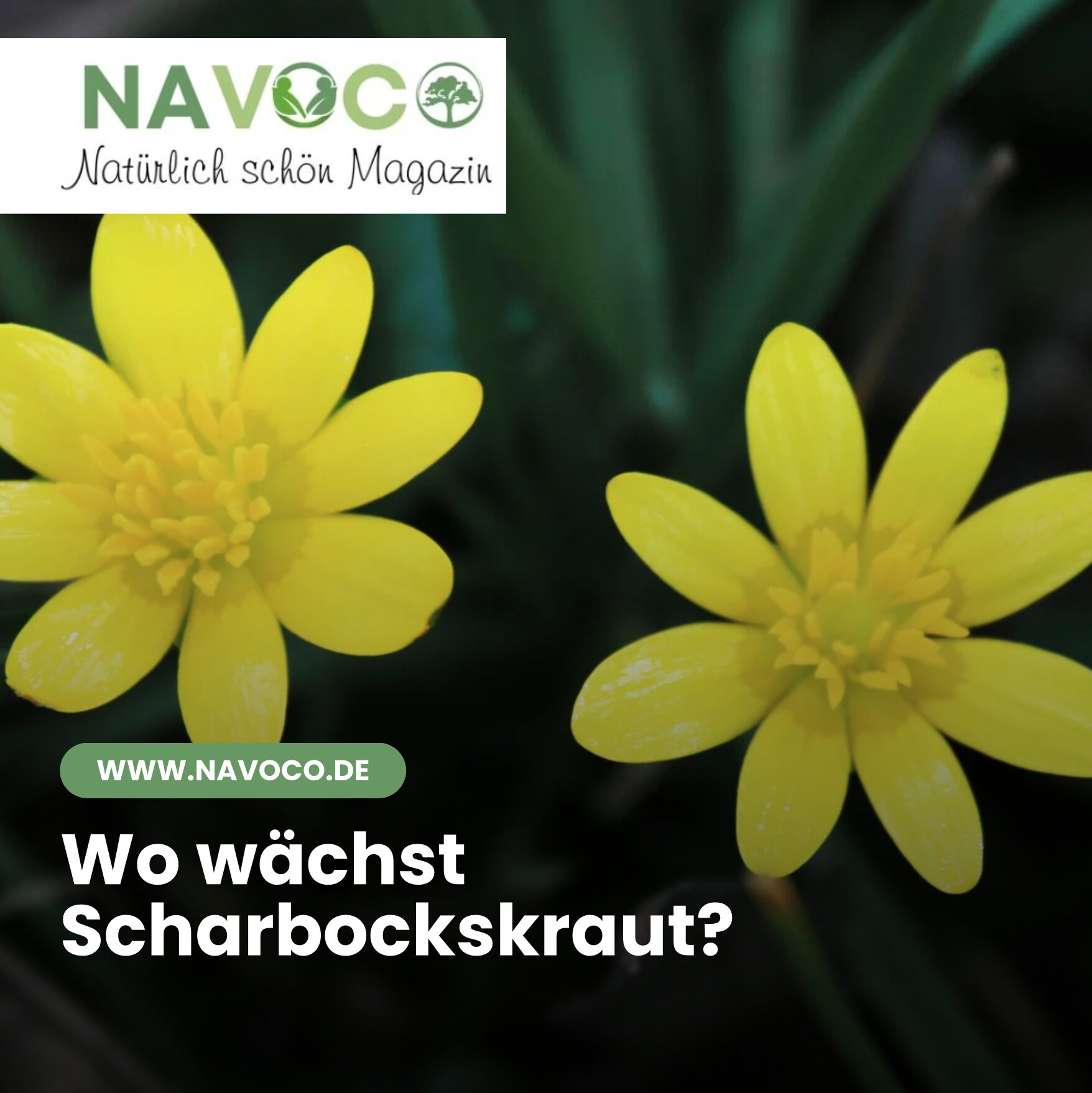 Wo wächst Scharbockskraut?