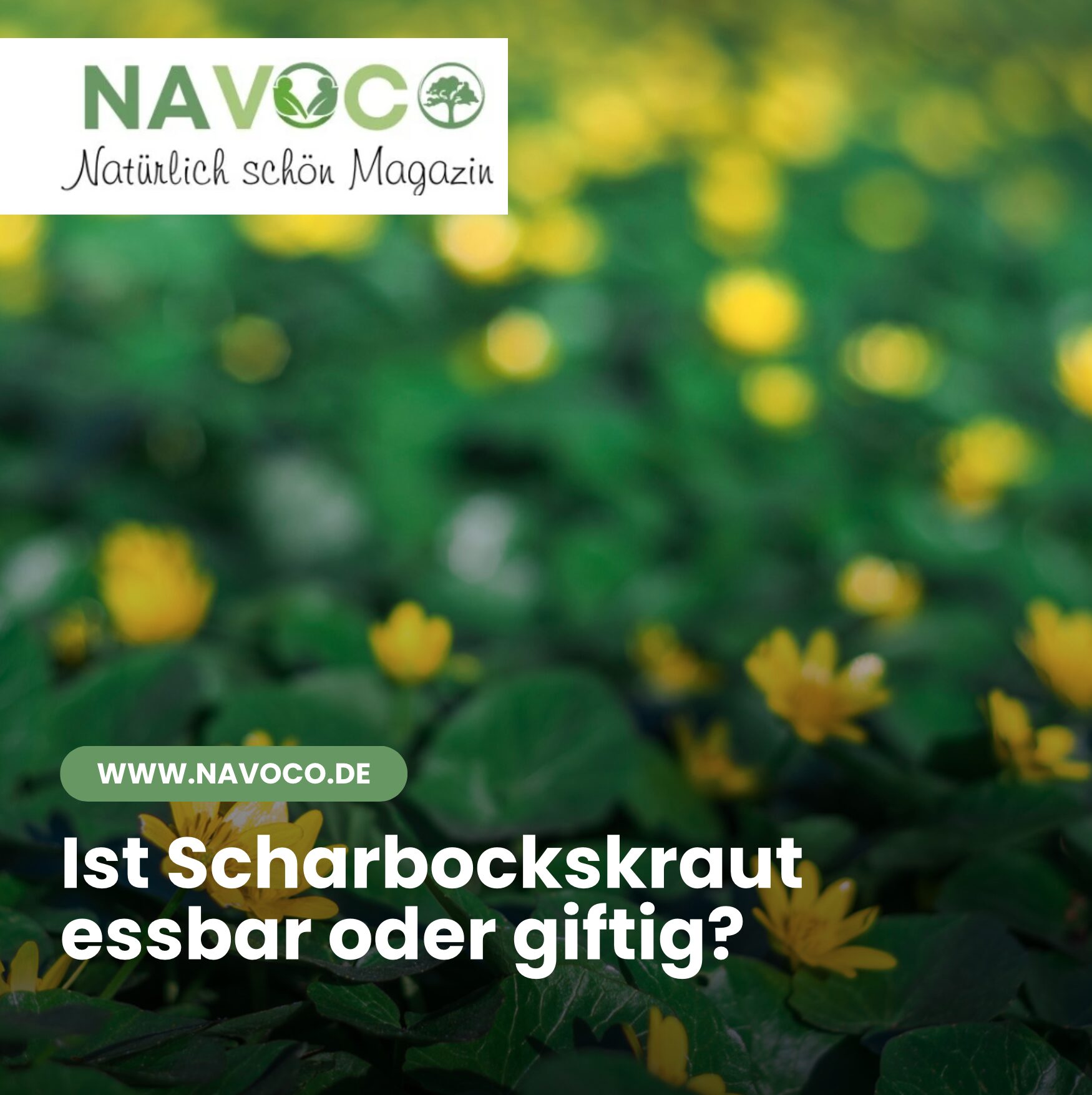 Ist Scharbockskraut essbar oder giftig?