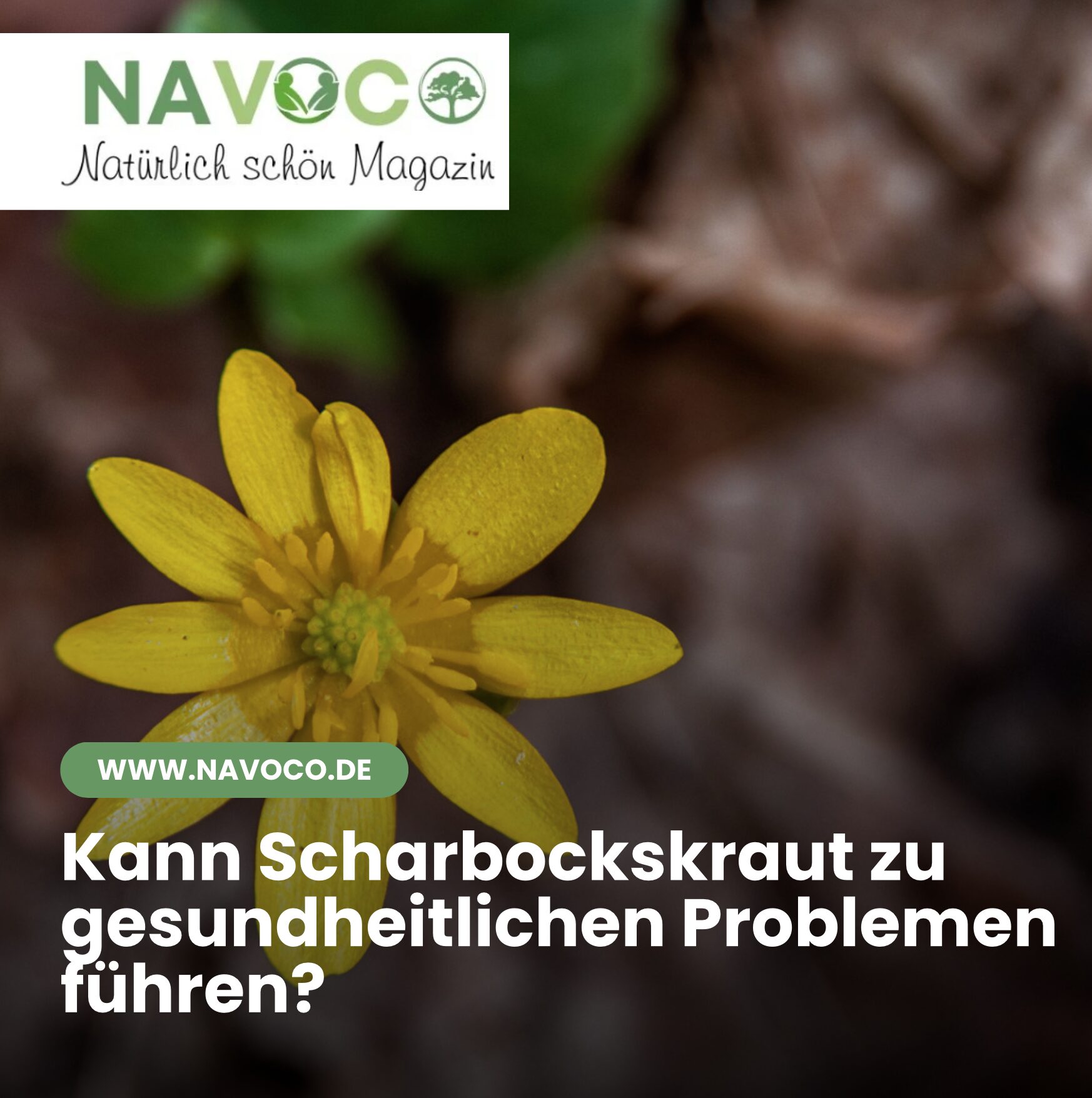 Kann Scharbockskraut zu gesundheitlichen Problemen führen?