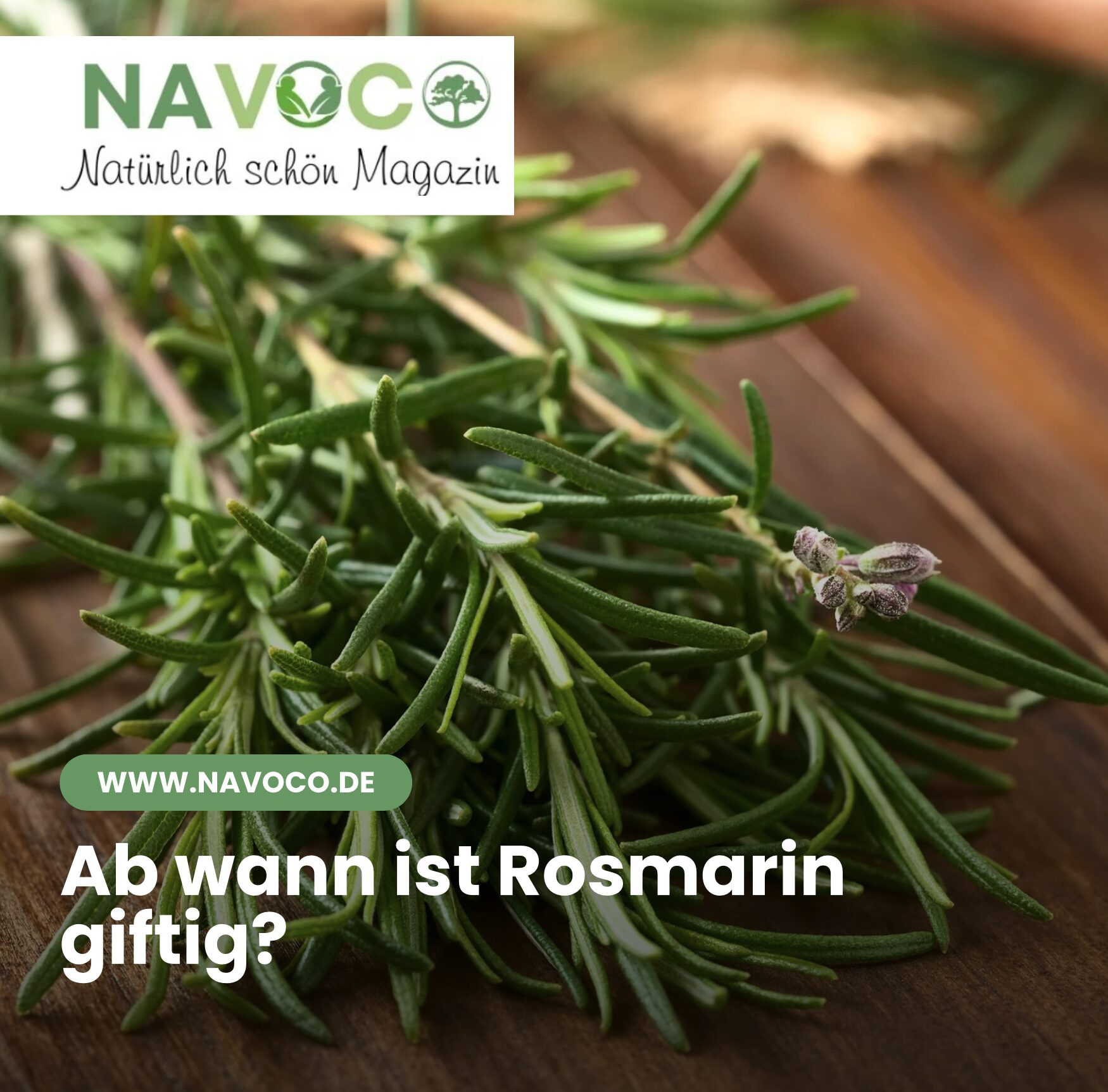 Ab wann ist Rosmarin giftig?
