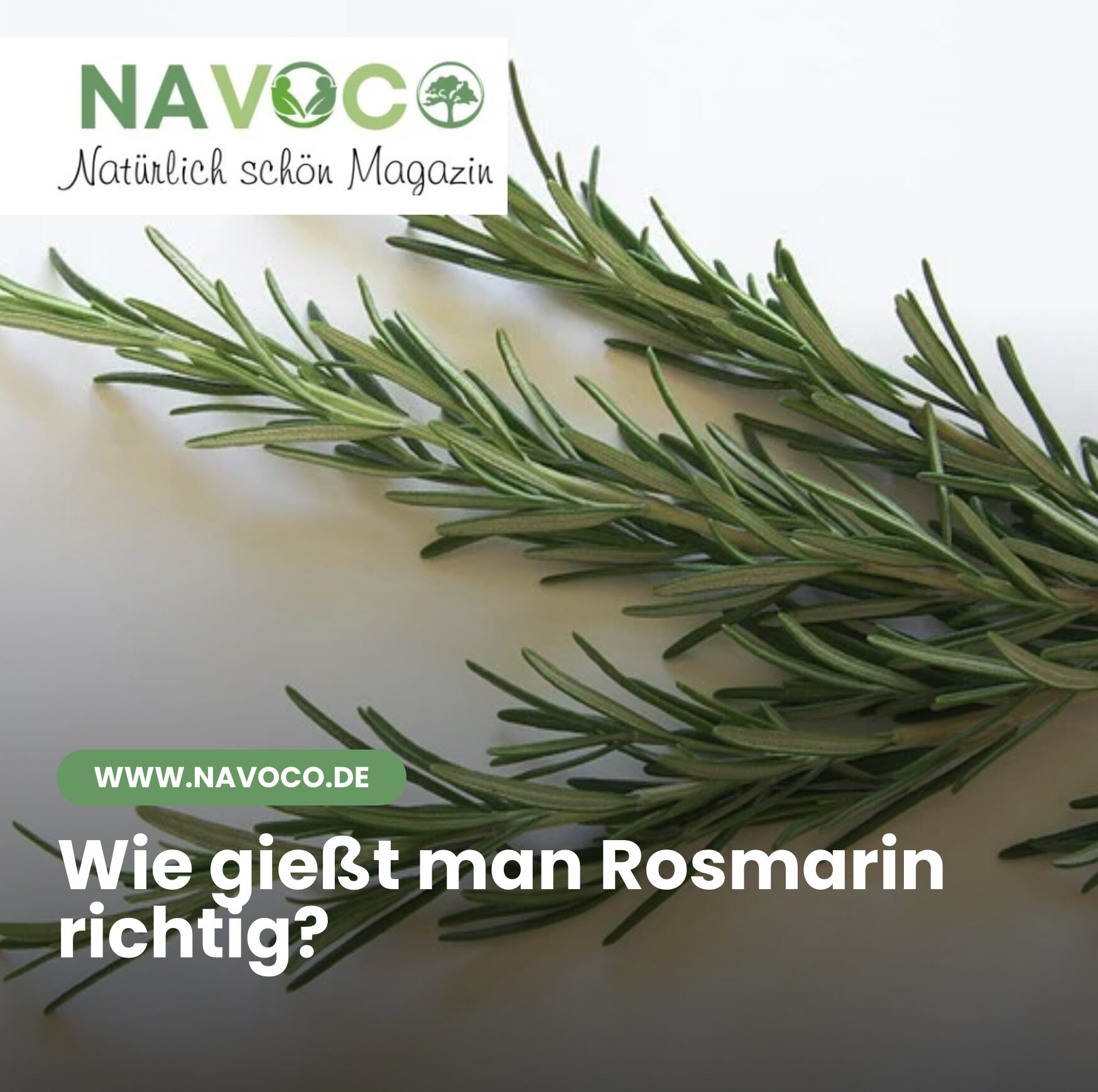Wie gießt man Rosmarin richtig?
