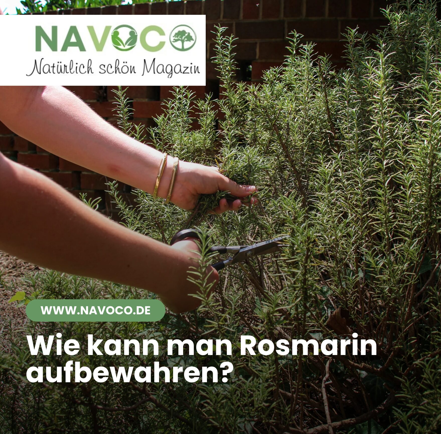 Wie kann man Rosmarin aufbewahren?