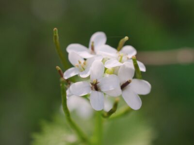 Schaumkraut Essbar: Ein Geheimtipp aus der Natur für Gesundheit und Küche!