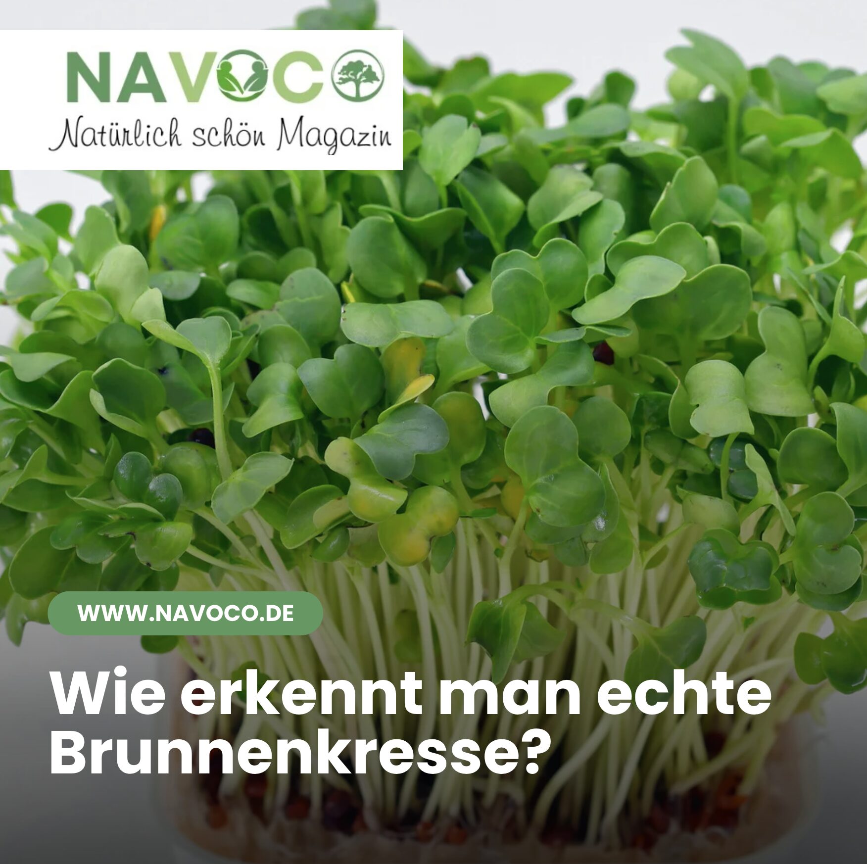 Wie erkennt man echte Brunnenkresse?