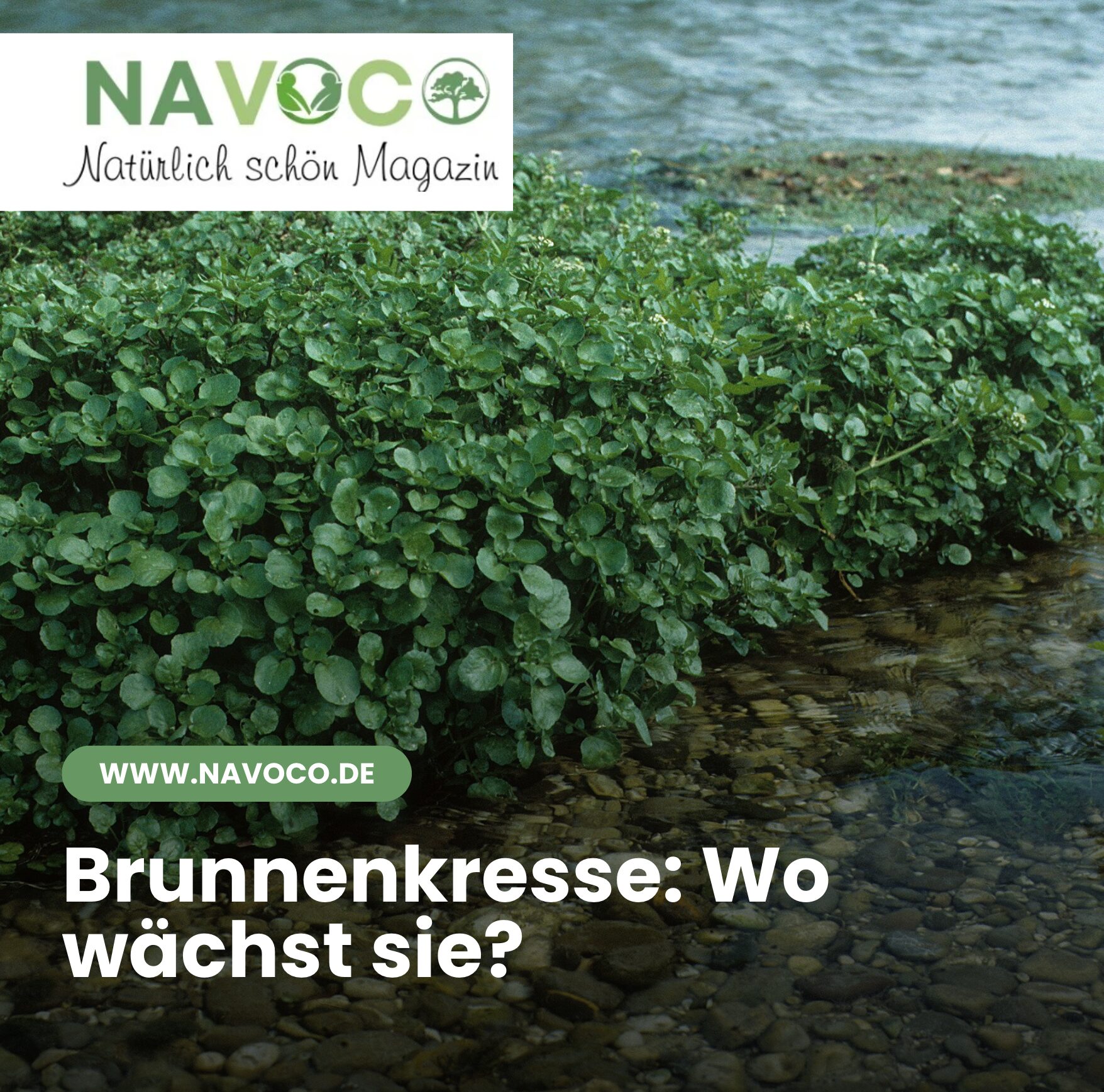 Brunnenkresse: Wo wächst sie?