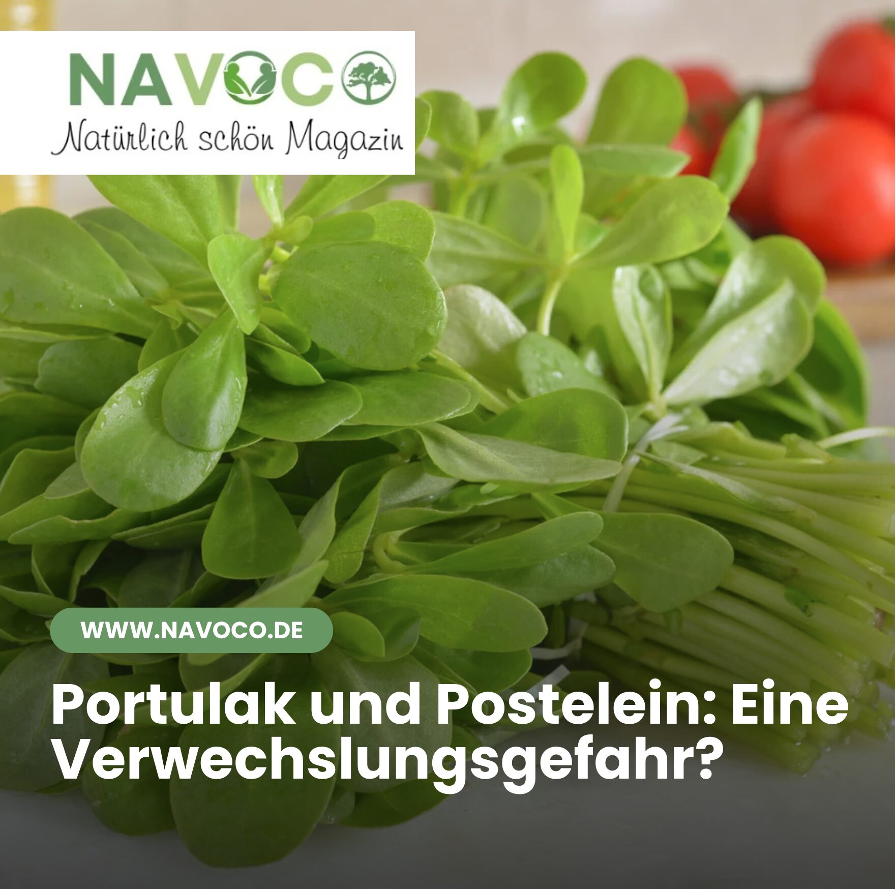 Portulak und Postelein: Eine Verwechslungsgefahr?