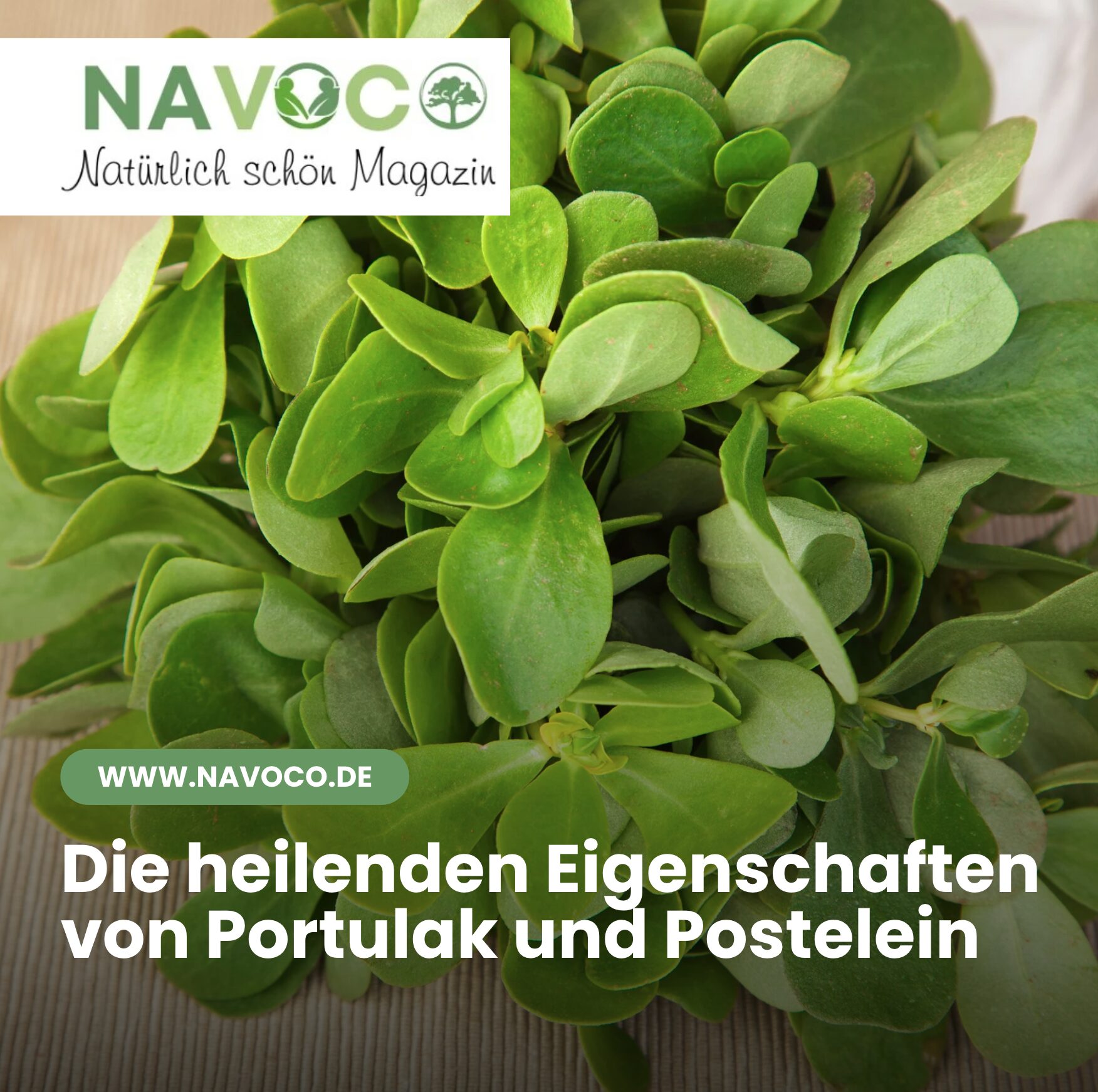 Die heilenden Eigenschaften von Portulak und Postelein
