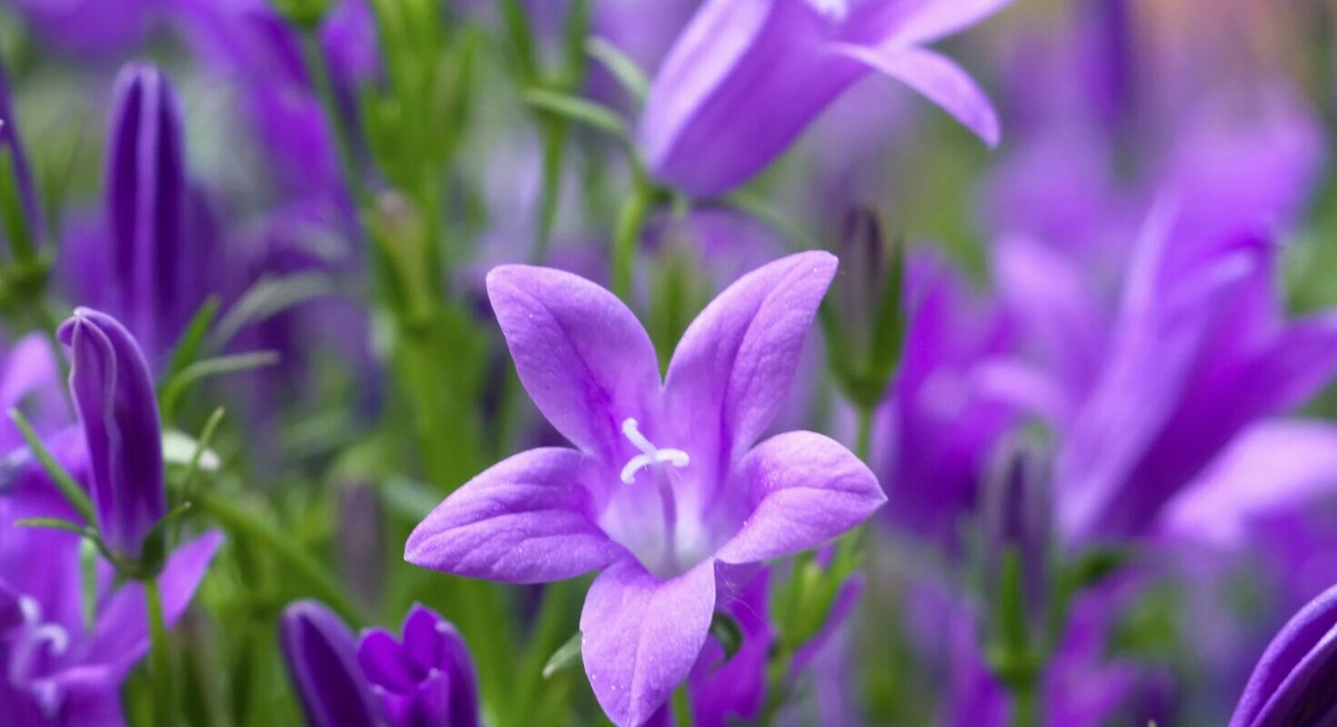 Winterharte Glockenblume: Die robuste Schönheit für jeden Garten