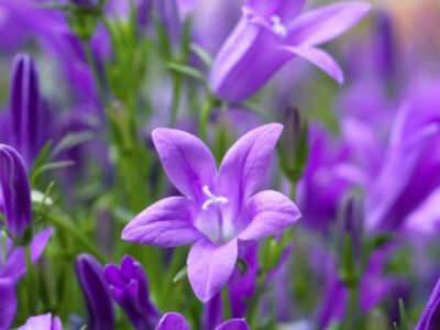 Winterharte Glockenblume: Die robuste Schönheit für jeden Garten