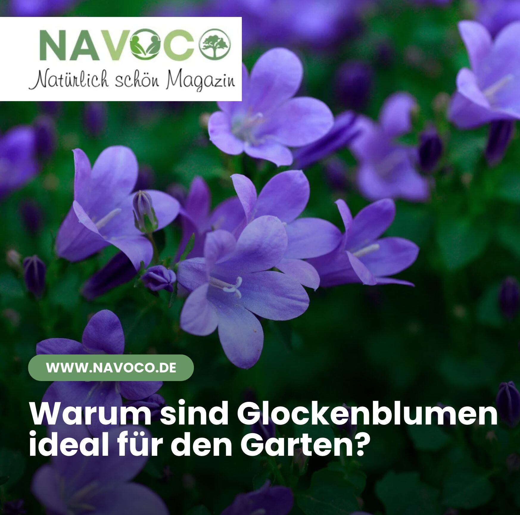 Warum sind Glockenblumen ideal für den Garten?