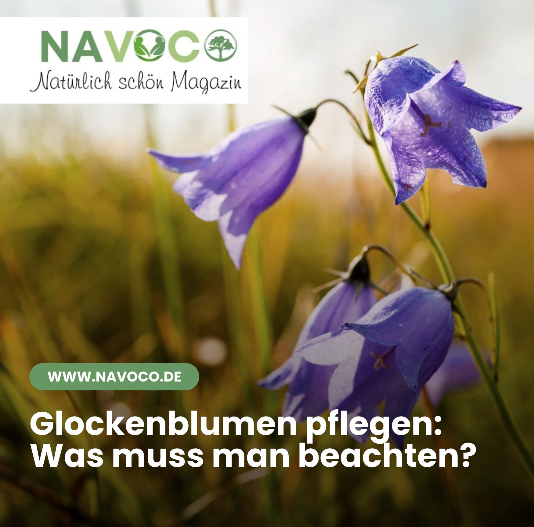 Glockenblumen pflegen: Was muss man beachten?