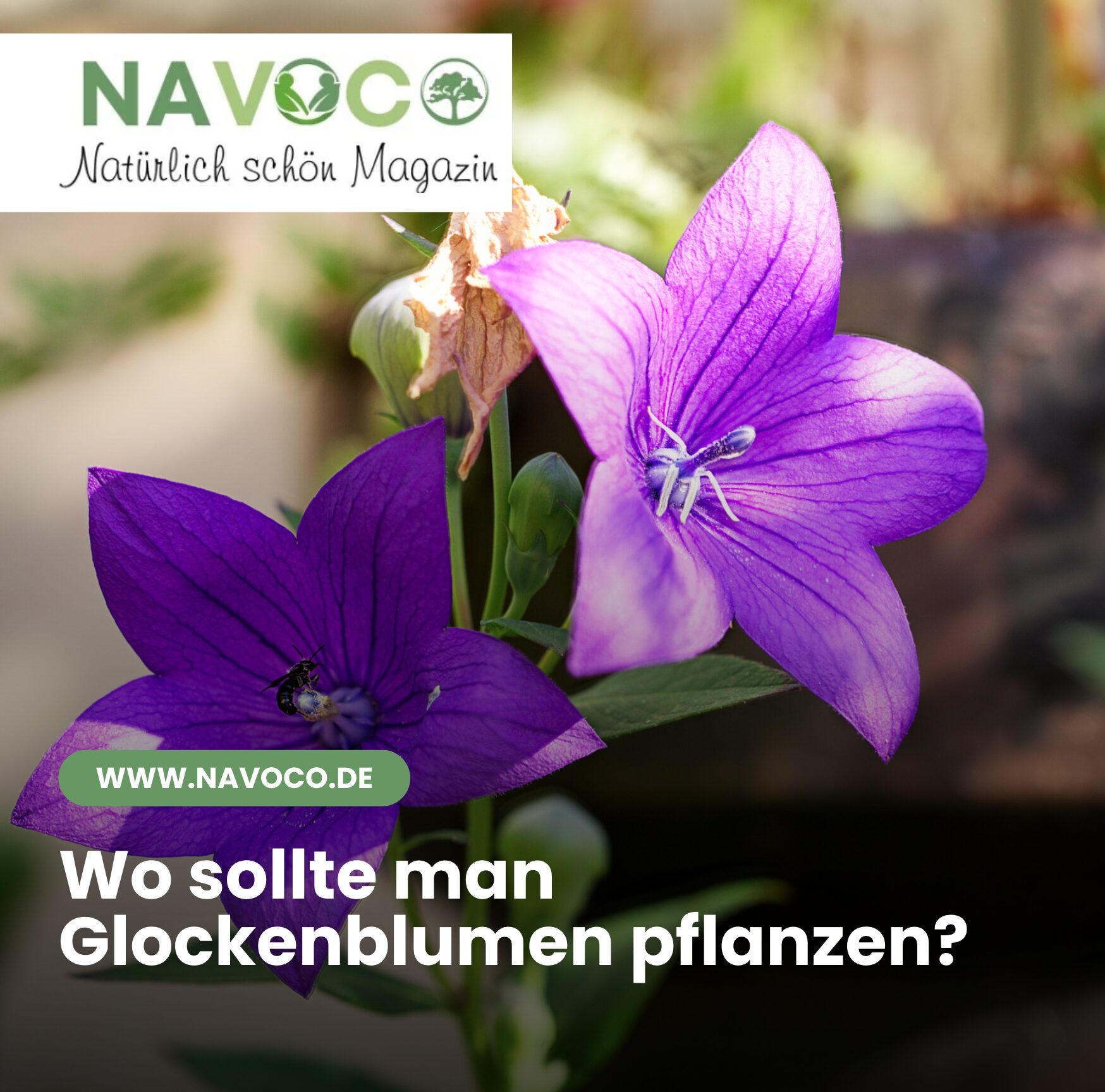 Wo sollte man Glockenblumen pflanzen?