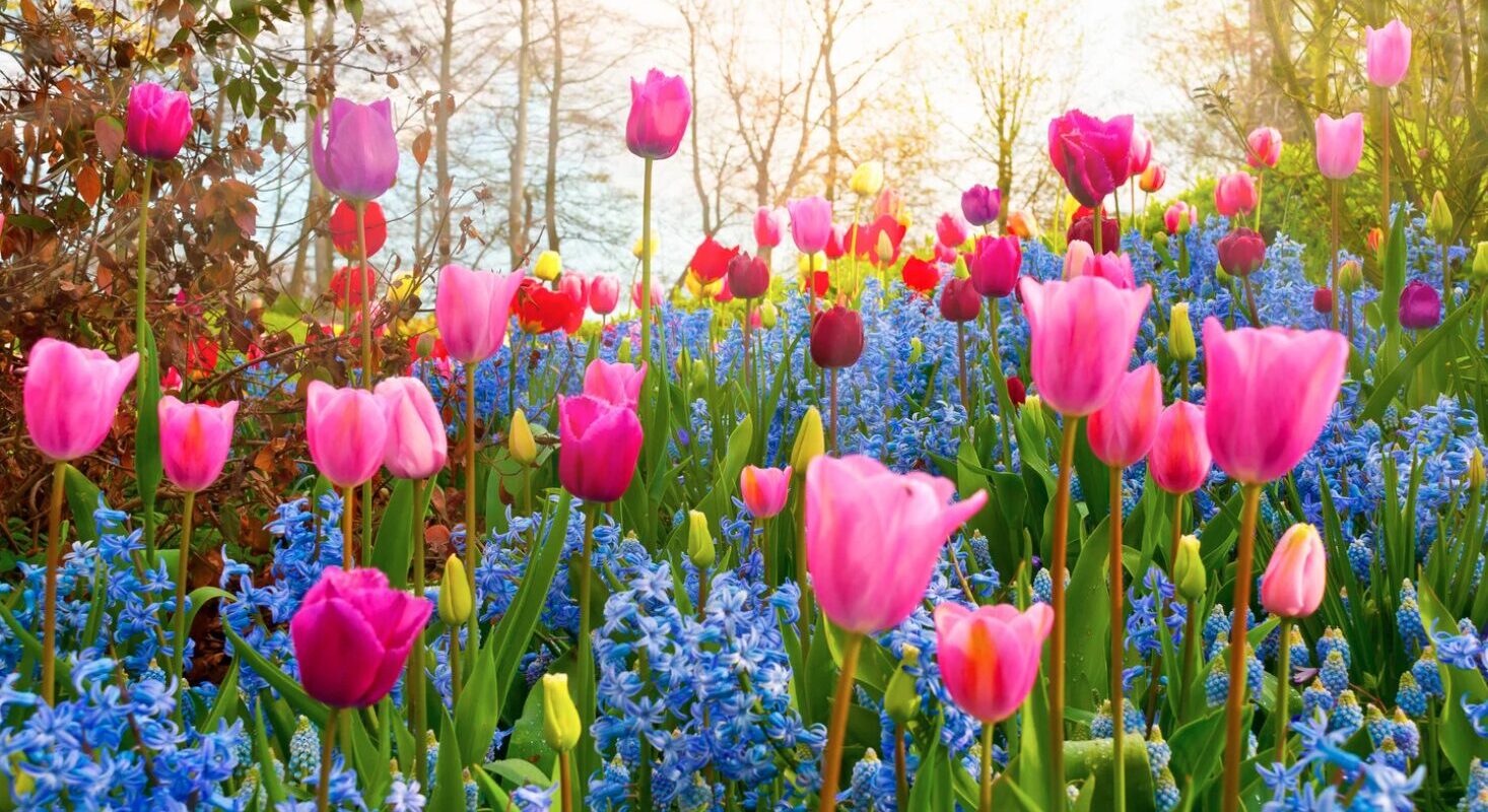Die schönsten Namen von Frühblühern und Frühlingsblumen – Entdecke die ersten Farben des Frühjahrs!