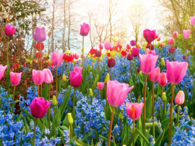 Die schönsten Namen von Frühblühern und Frühlingsblumen – Entdecke die ersten Farben des Frühjahrs!