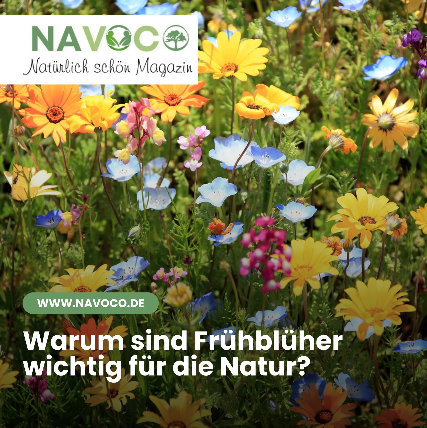 Warum sind Frühblüher wichtig für die Natur?