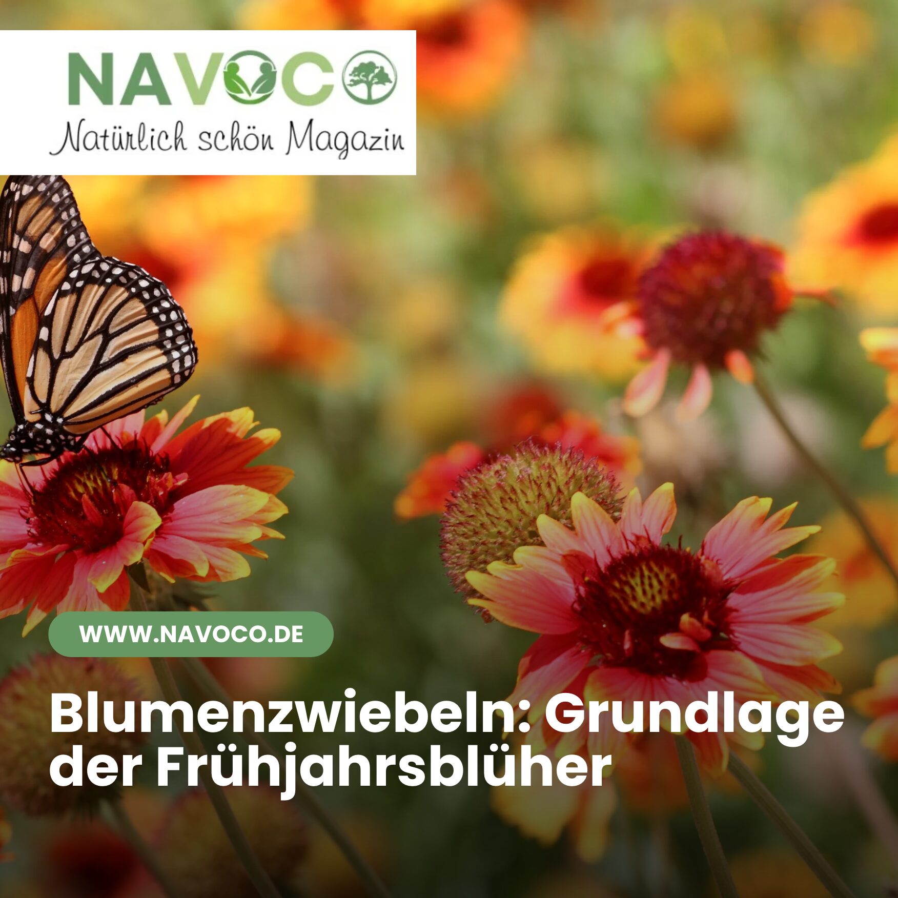 Blumenzwiebeln: Grundlage der Frühjahrsblüher