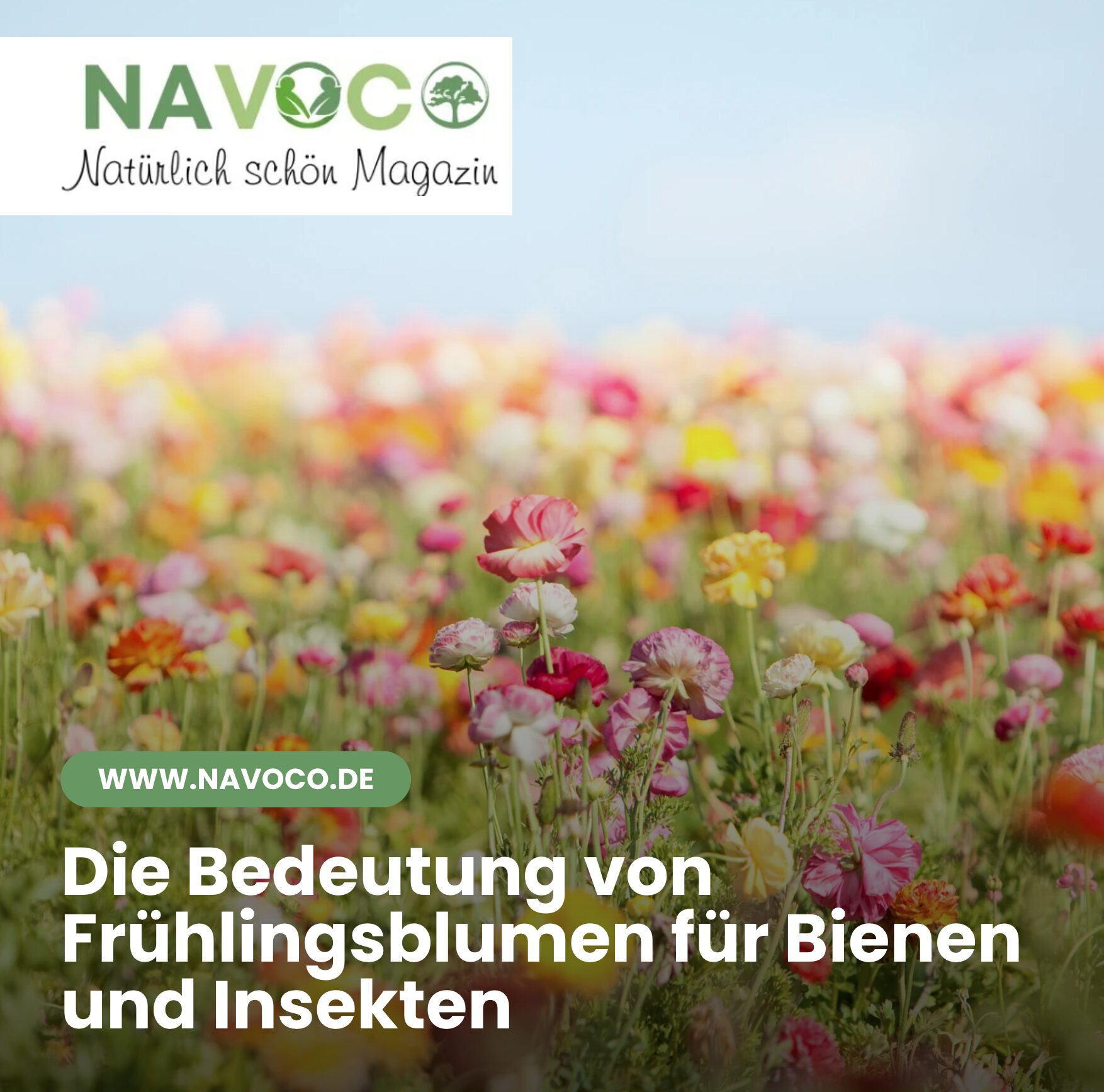 Die Bedeutung von Frühlingsblumen für Bienen und Insekten