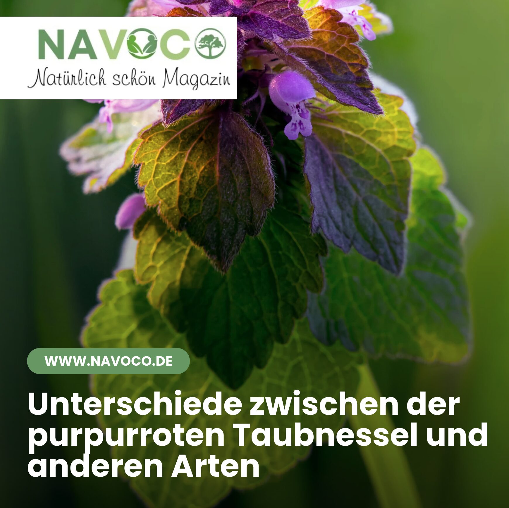 Unterschiede zwischen der purpurroten Taubnessel und anderen Arten