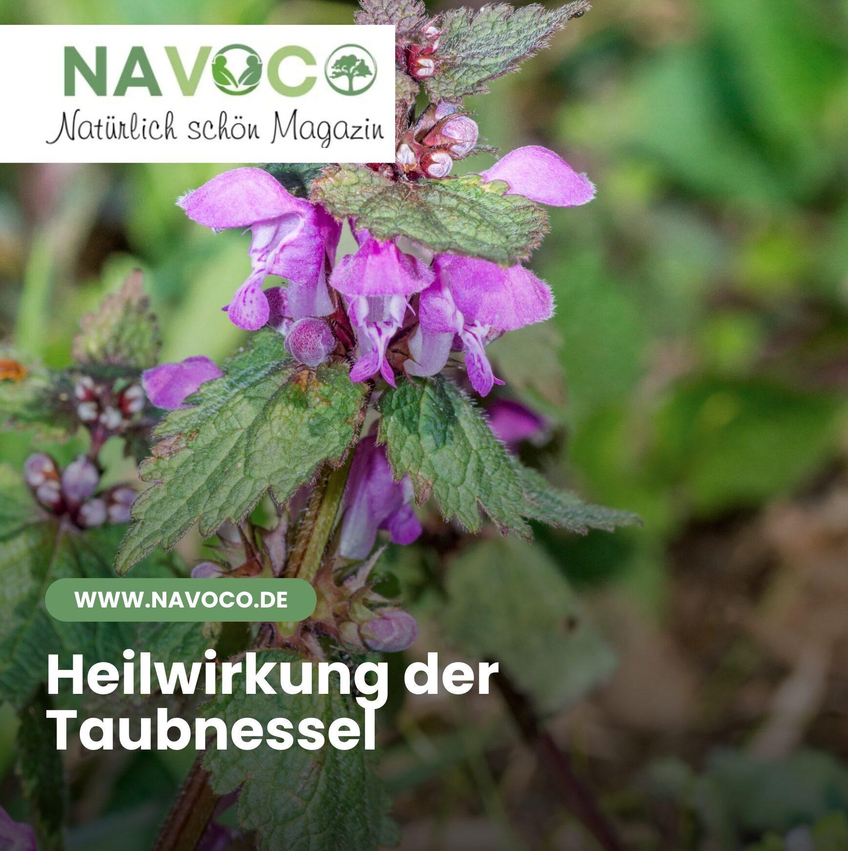 Heilwirkung der Taubnessel