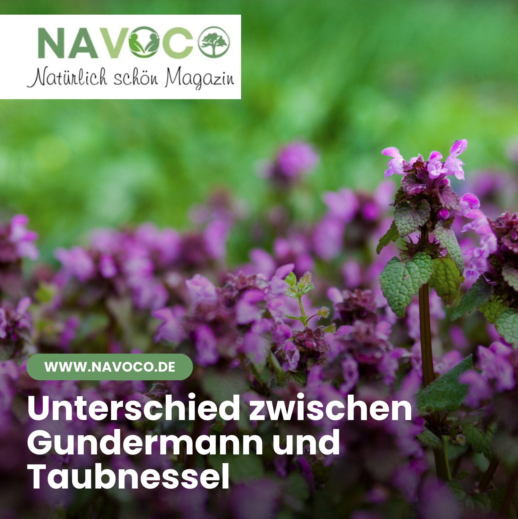 Unterschied zwischen Gundermann und Taubnessel