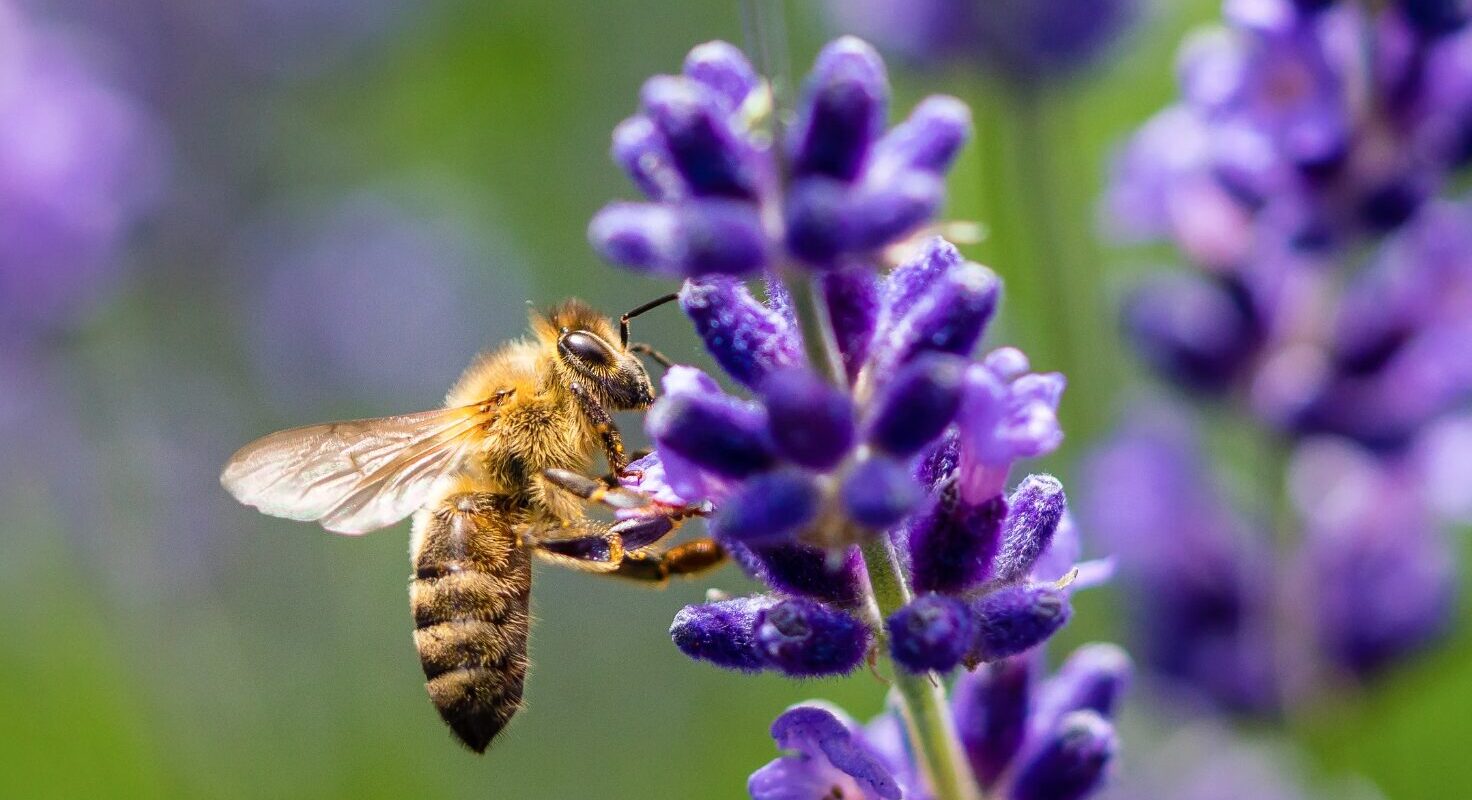Bienenfreundliche Balkonpflanzen: So machen Sie Ihren Balkon zu einem Paradies für Bienen!