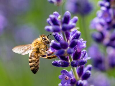 Bienenfreundliche Balkonpflanzen: So machen Sie Ihren Balkon zu einem Paradies für Bienen!