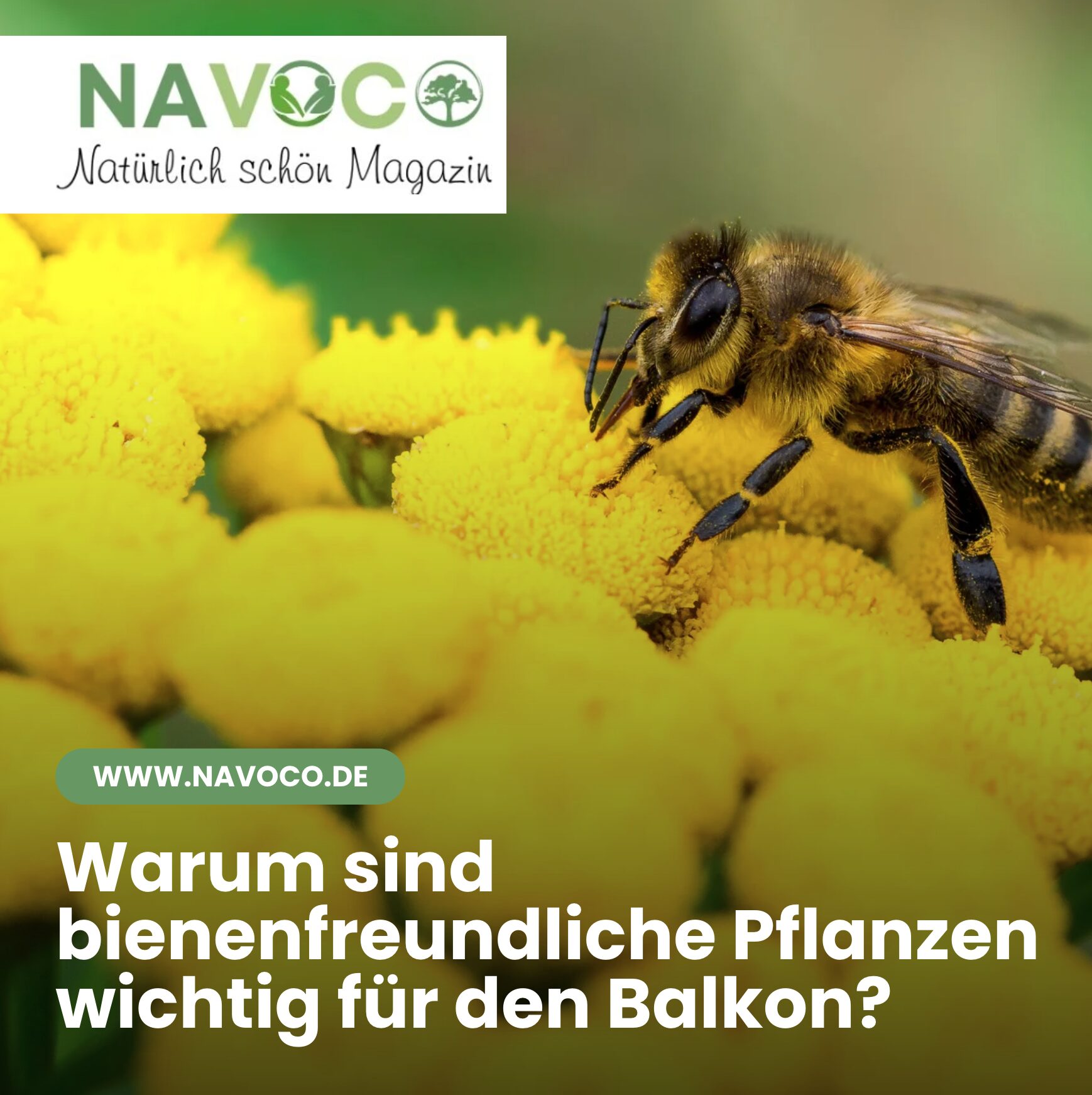 Warum sind bienenfreundliche Pflanzen wichtig für den Balkon?