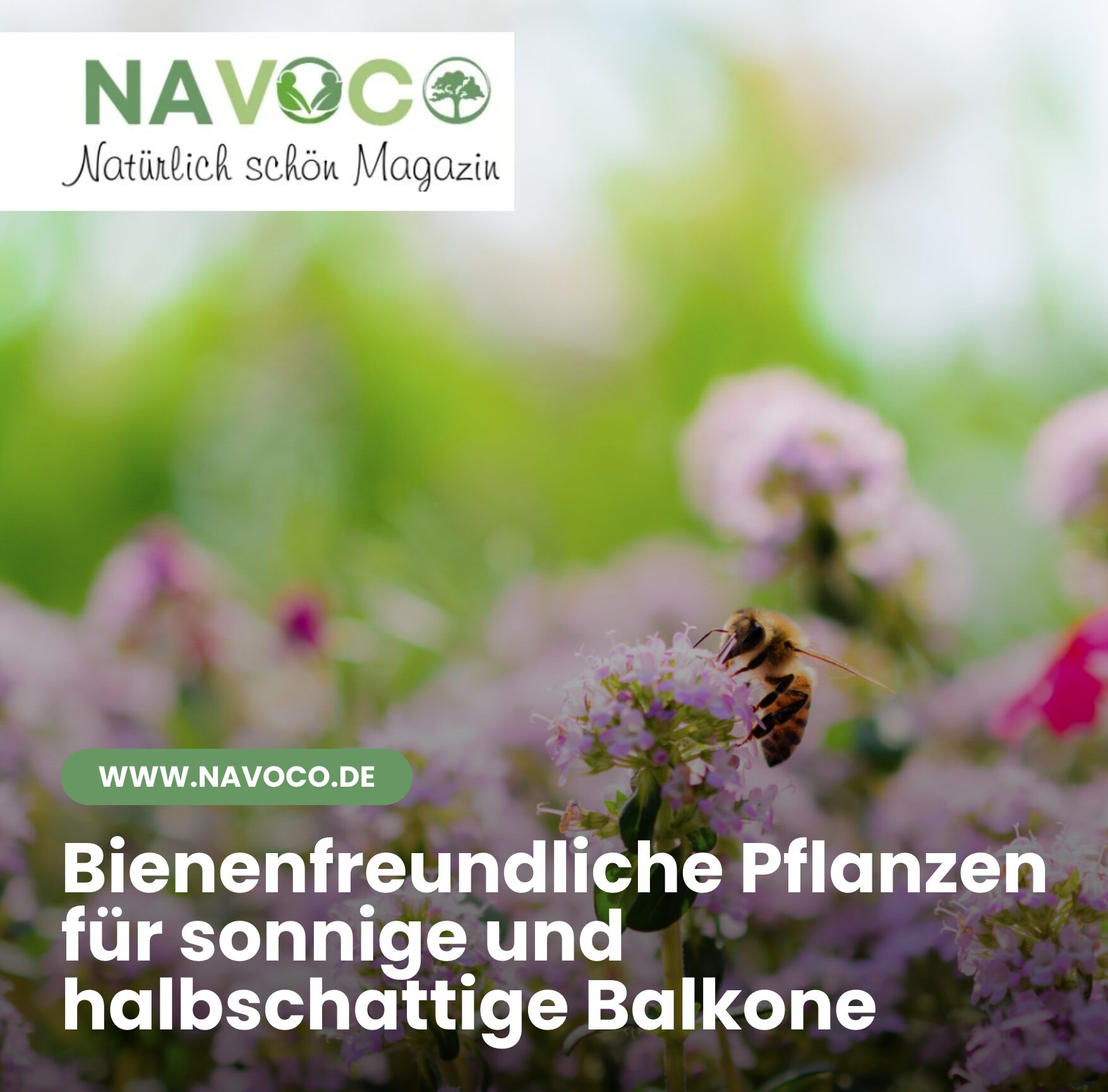 Bienenfreundliche Pflanzen für sonnige und halbschattige Balkone
