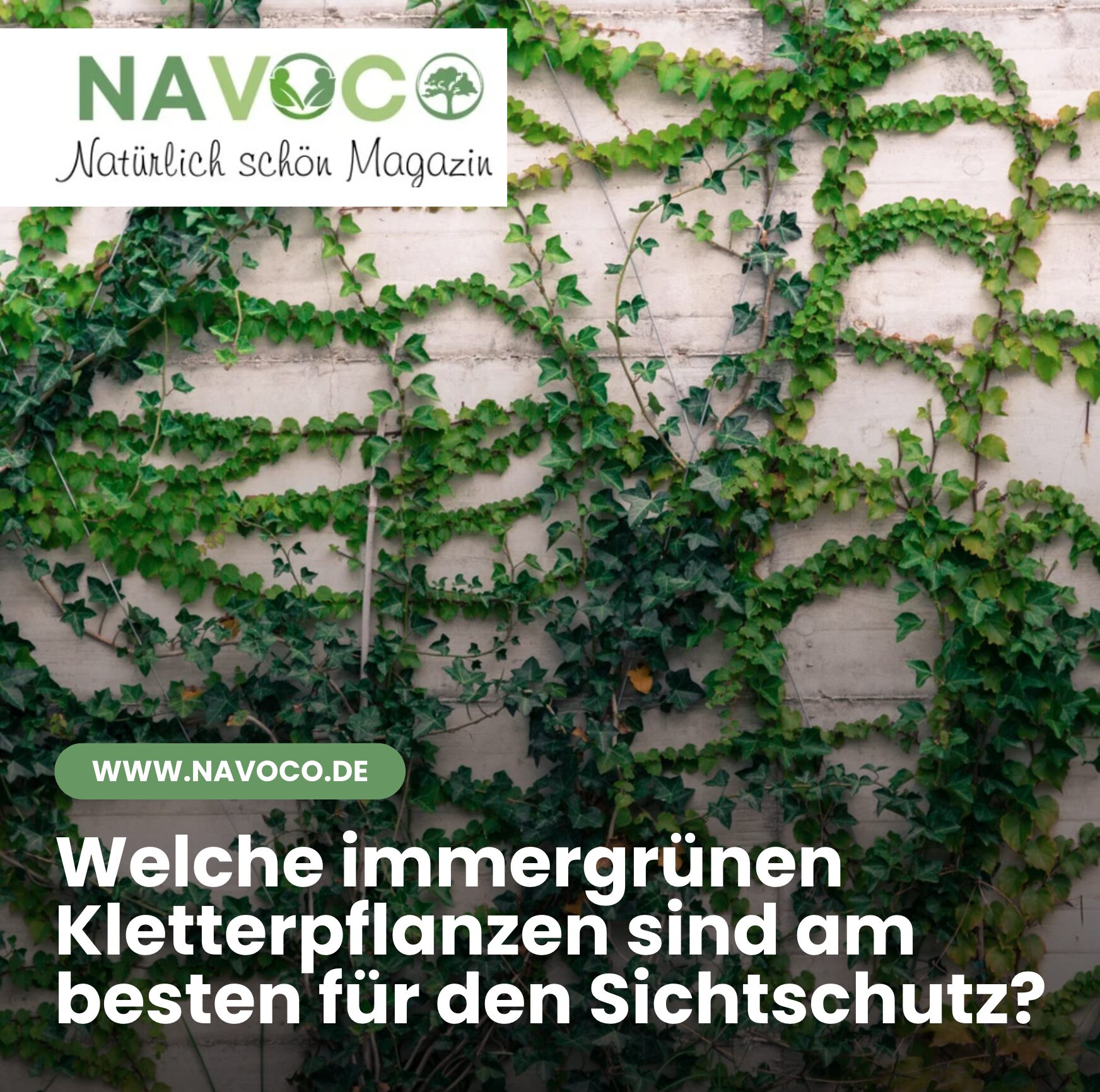 Welche immergrünen Kletterpflanzen sind am besten für den Sichtschutz?