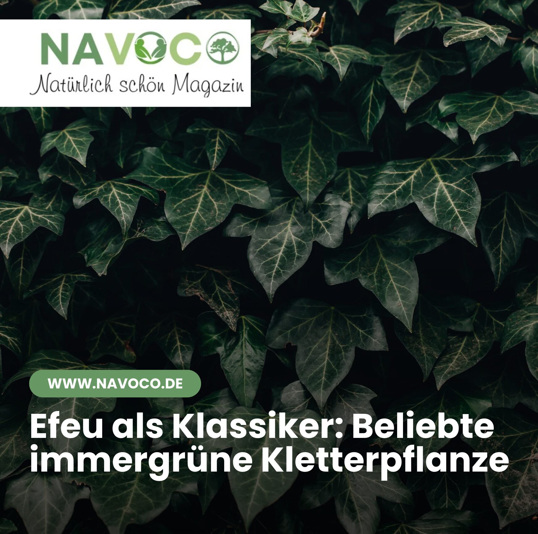 Efeu als Klassiker: Beliebte immergrüne Kletterpflanze