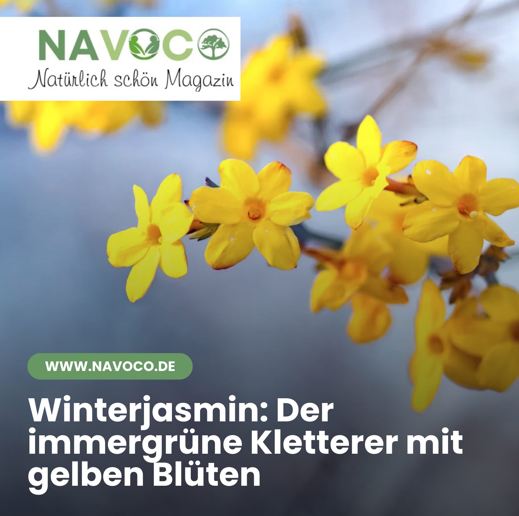 Winterjasmin: Der immergrüne Kletterer mit gelben Blüten