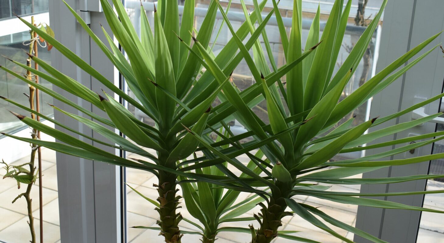 Yucca Palme Vermehren: Geheimtipps für das perfekte Wachstum deiner neuen Pflanze!