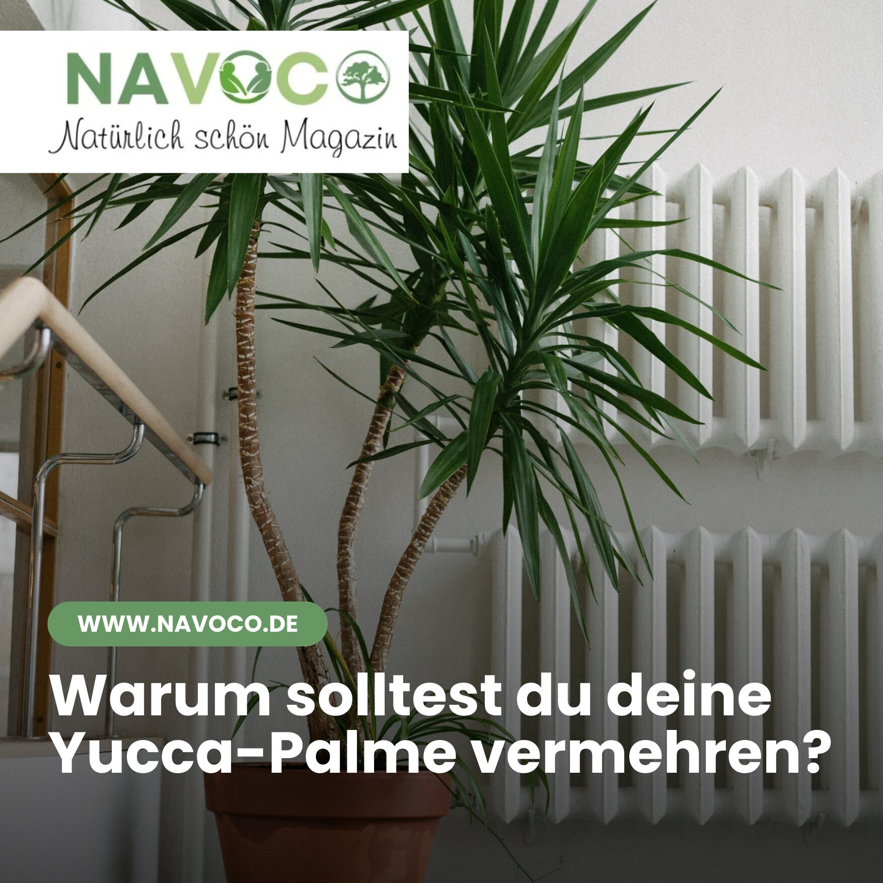 Warum solltest du deine Yucca-Palme vermehren?