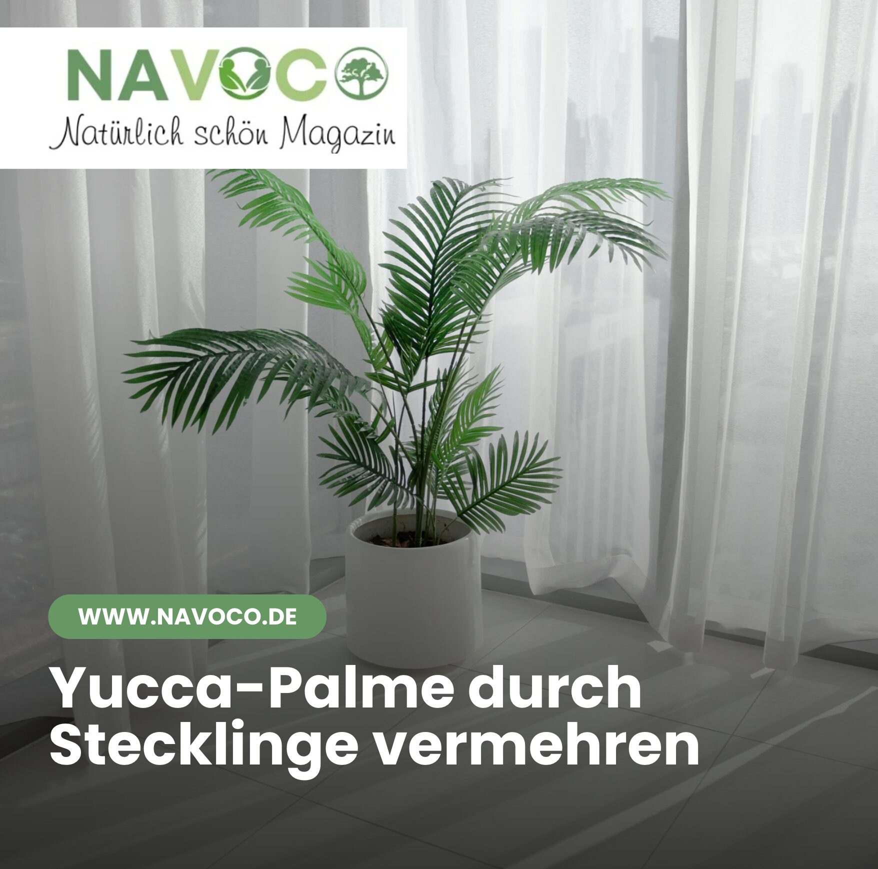 Yucca-Palme durch Stecklinge vermehren