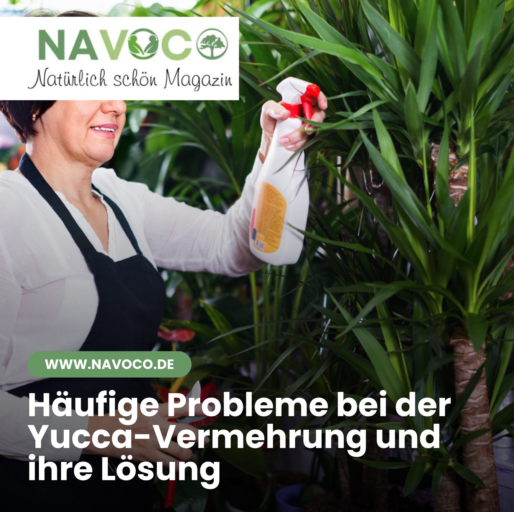Häufige Probleme bei der Yucca-Vermehrung und ihre Lösung