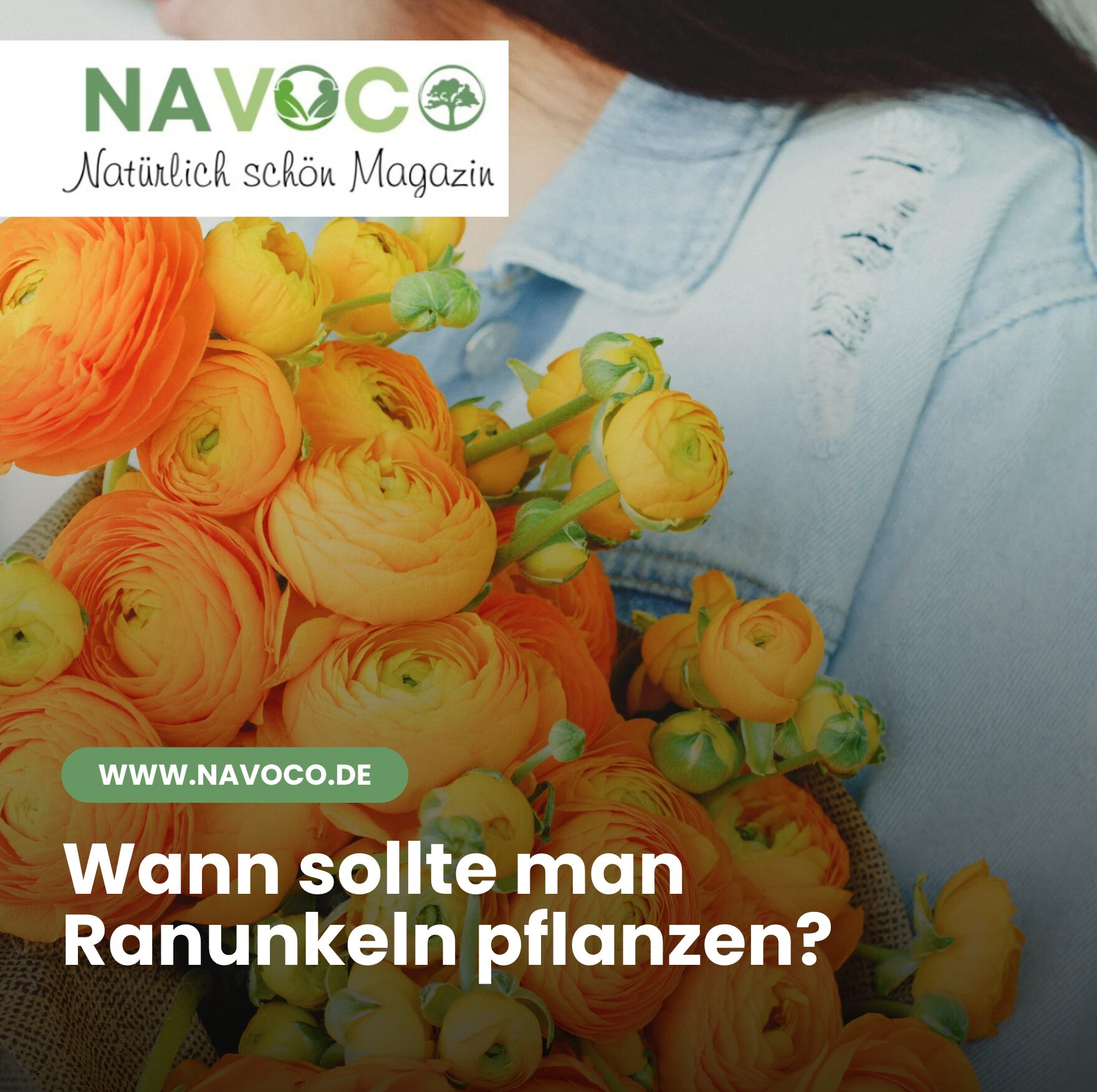 Wann sollte man Ranunkeln pflanzen?