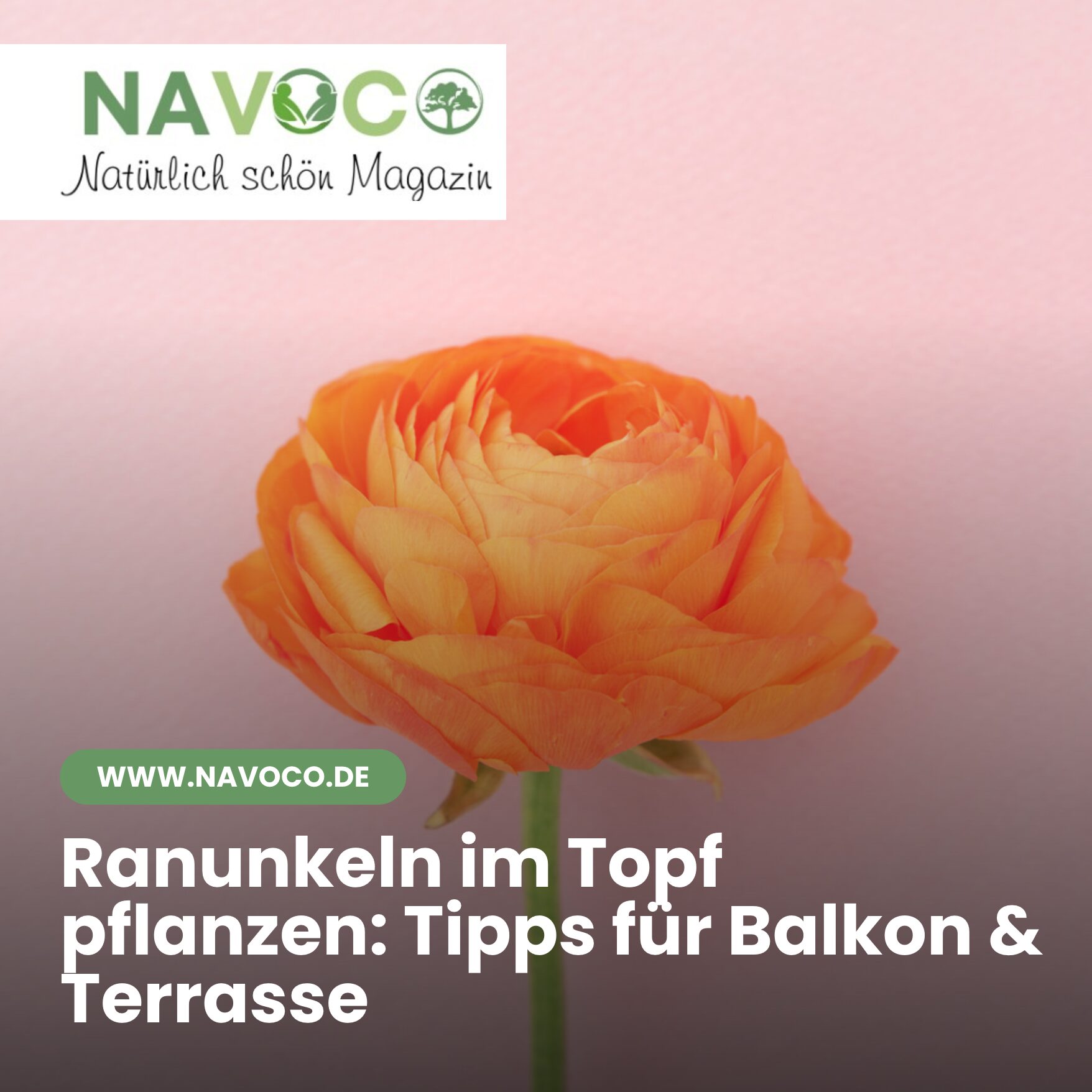 Ranunkeln im Topf pflanzen: Tipps für Balkon & Terrasse