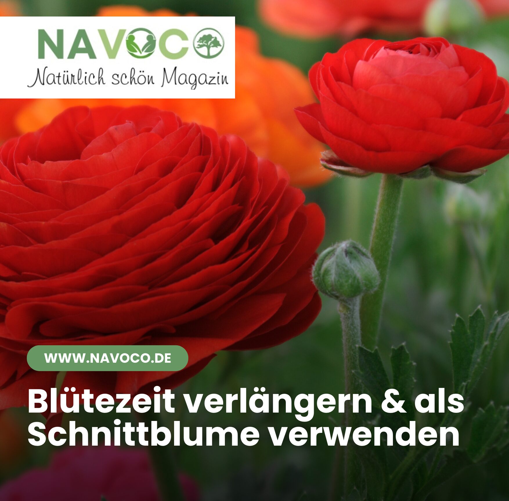 Blütezeit verlängern & als Schnittblume verwenden
