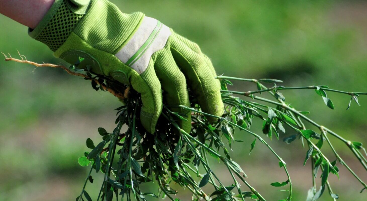 Essig, Salz und Spülmittel als Unkrautvernichter: Das natürliche Power-Trio gegen lästiges Unkraut!
