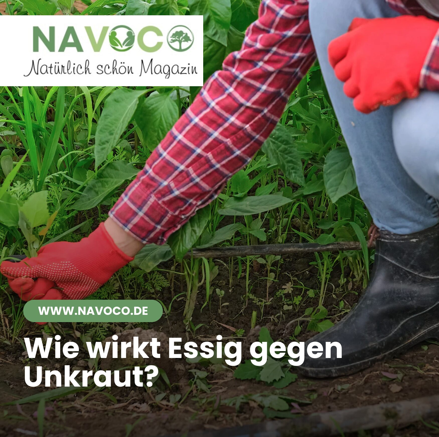 Wie wirkt Essig gegen Unkraut?